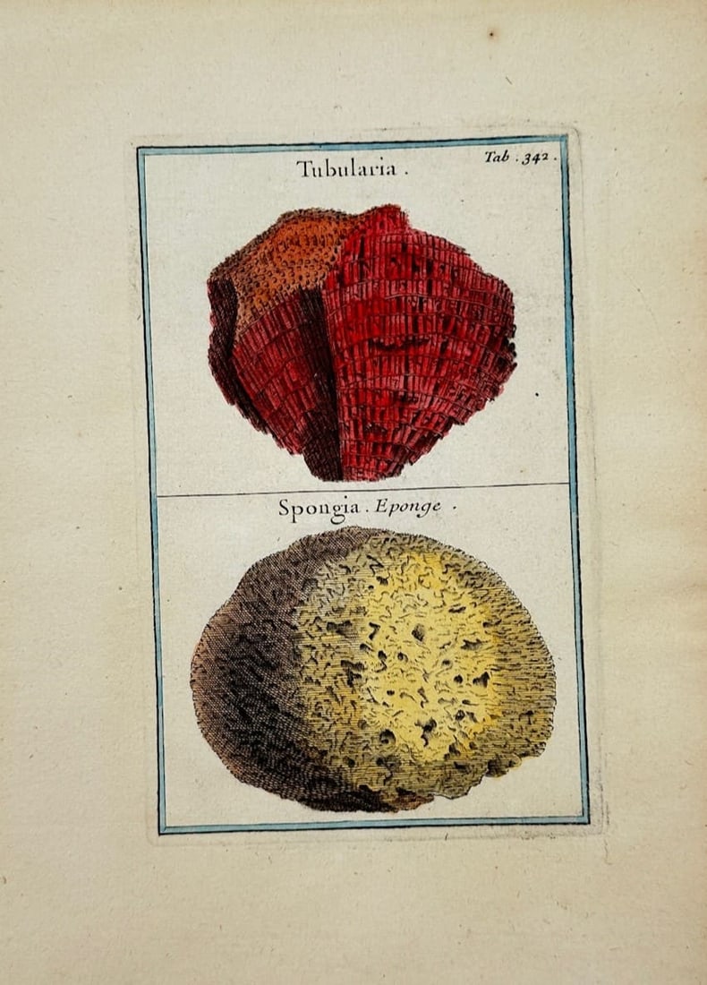 Joseph Pitton de Tournefort – Tubularia Coral and Sponge – Hand-Colored Engraving (1719): "Tubularia Coral and Sponge" presents a natural history study illustrating a vibrant red tubular coral specimen alongside a porous yellow sea sponge divided into two framed sections. The composition h