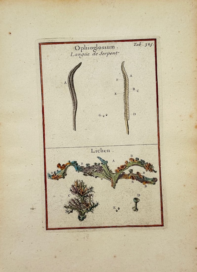 Joseph Pitton de Tournefort – Adder's Tongue Fern and Lichen – Hand-Colored Engraving (1719): "Adder's Tongue Fern and Lichen" presents a natural history study depicting specimens of adder's tongue fern alongside structural lichen details across two framed sections. The composition displays ea