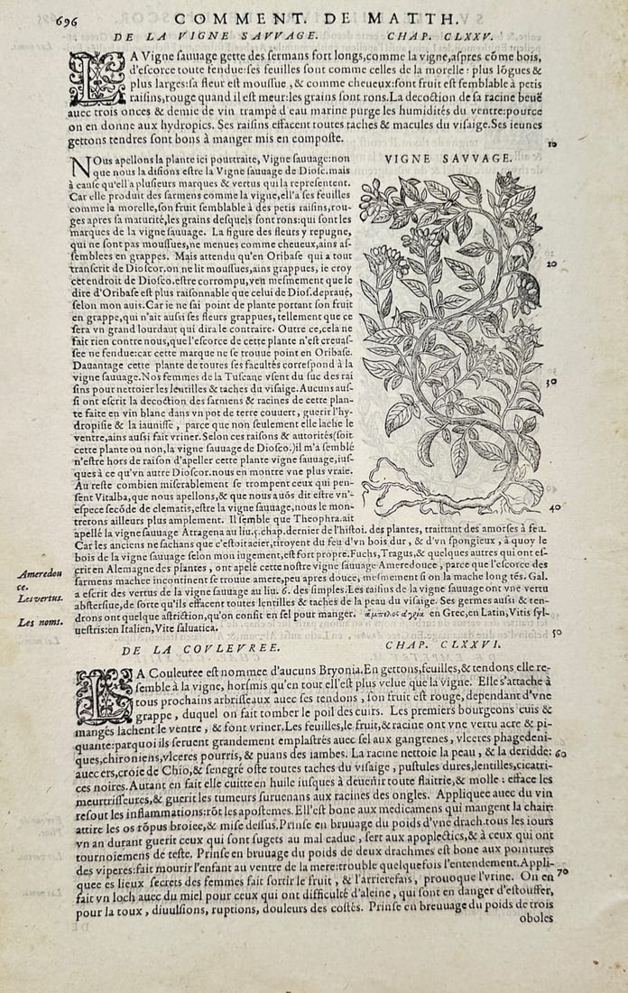 Pietro Andrea Mattioli – Wild Vine – Woodcut (16th Century): "Wild Vine" presents a Renaissance botanical leaf depicting a wild vine plant with leaves, tendrils, and berries alongside extensive printed French text. The woodcut illustration displays detailed nat
