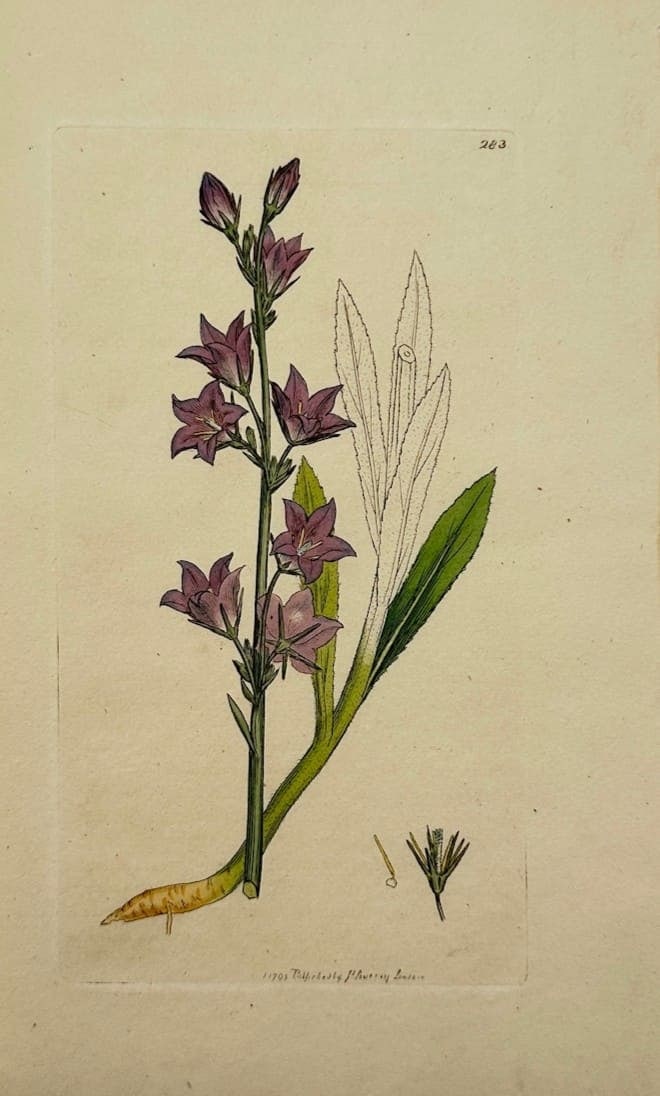 James Sowerby – Rampion Bellflower – Engraving (19th Century): "Rampion Bellflower" This engraving presents a broad overview of a flowering botanical specimen with purple bell-shaped blossoms, elongated leaves, and structural floral details set against a neutral 