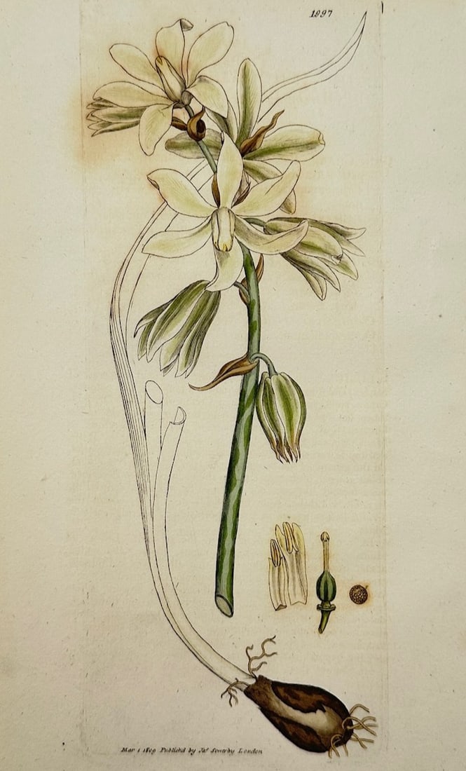 James Sowerby – Star of Bethlehem – Engraving (19th Century): "Star of Bethlehem" This engraving presents a broad overview of a botanical specimen featuring pale star-shaped blossoms, stem, bulb, and dissected floral components set against a neutral ground. The 