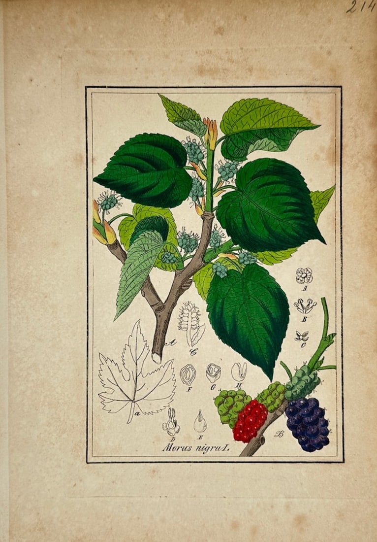Max Schulze – Black Mulberry – Lithograph (19th Century) (1 of 2)