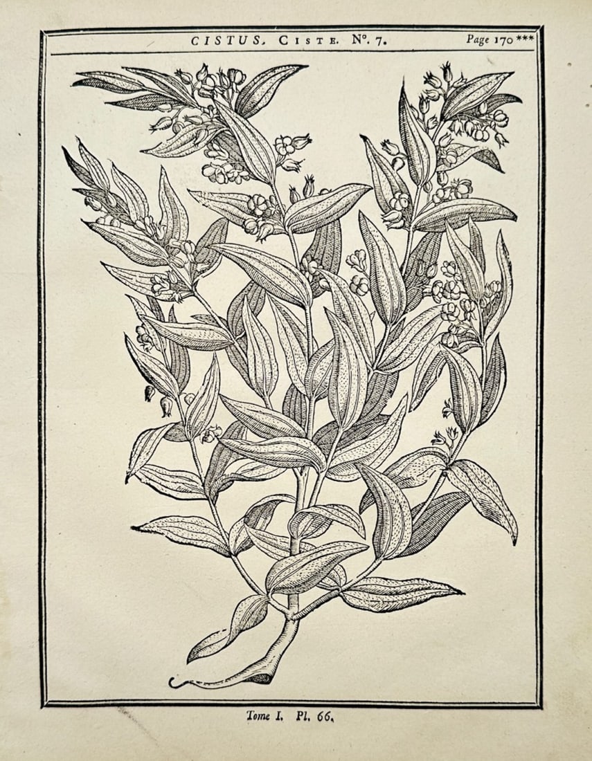 Henri-Louis Duhamel du Monceau – Botanical Study of Flowering Cistus – Engraving (18th Century): "Flowering Cistus" This engraving presents a broad overview of the botanical features of a flowering cistus plant, showing elongated lanceolate leaves and small clustered blossoms along branching stem