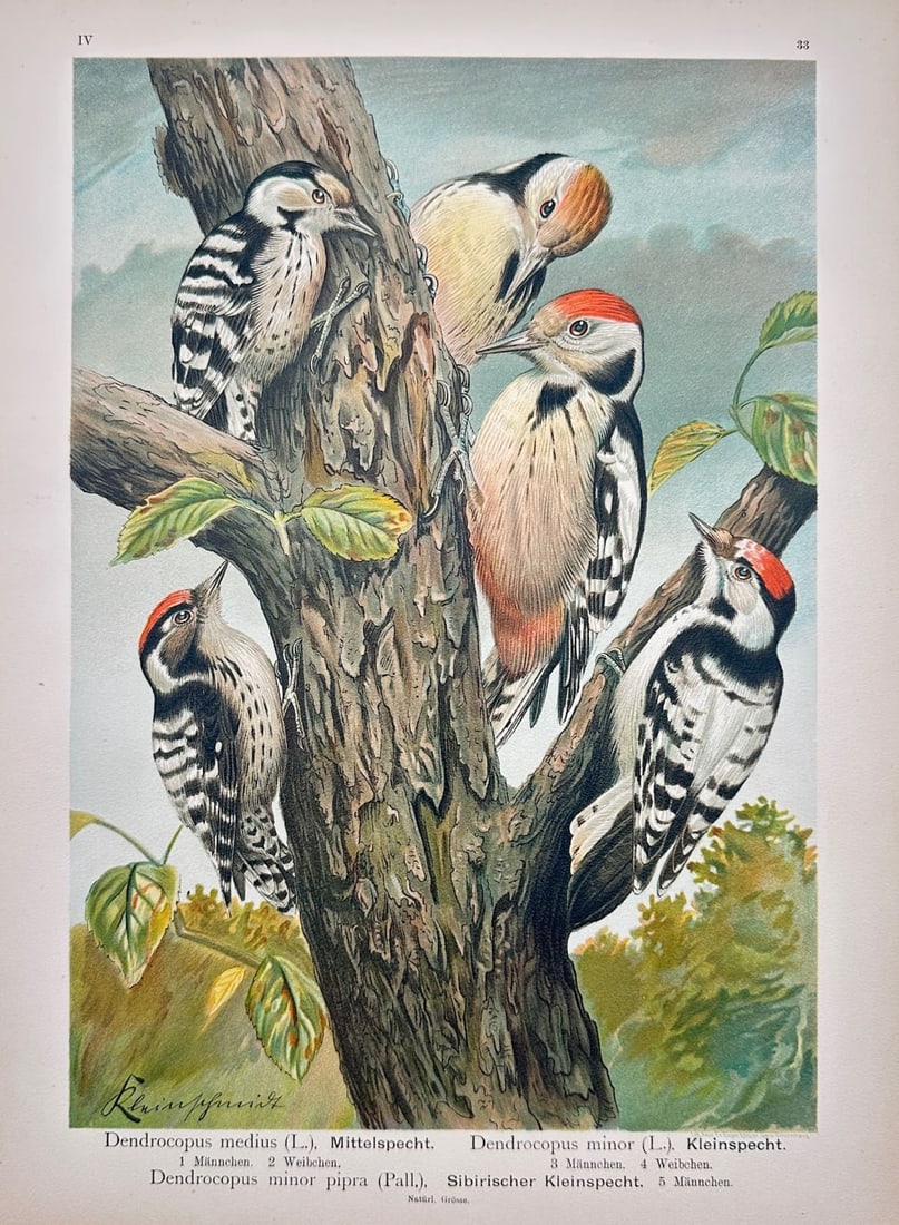 Johann Friedrich Naumann – Middle Spotted Woodpeckers and Lesser Spotted Woodpeckers (1 of 1)