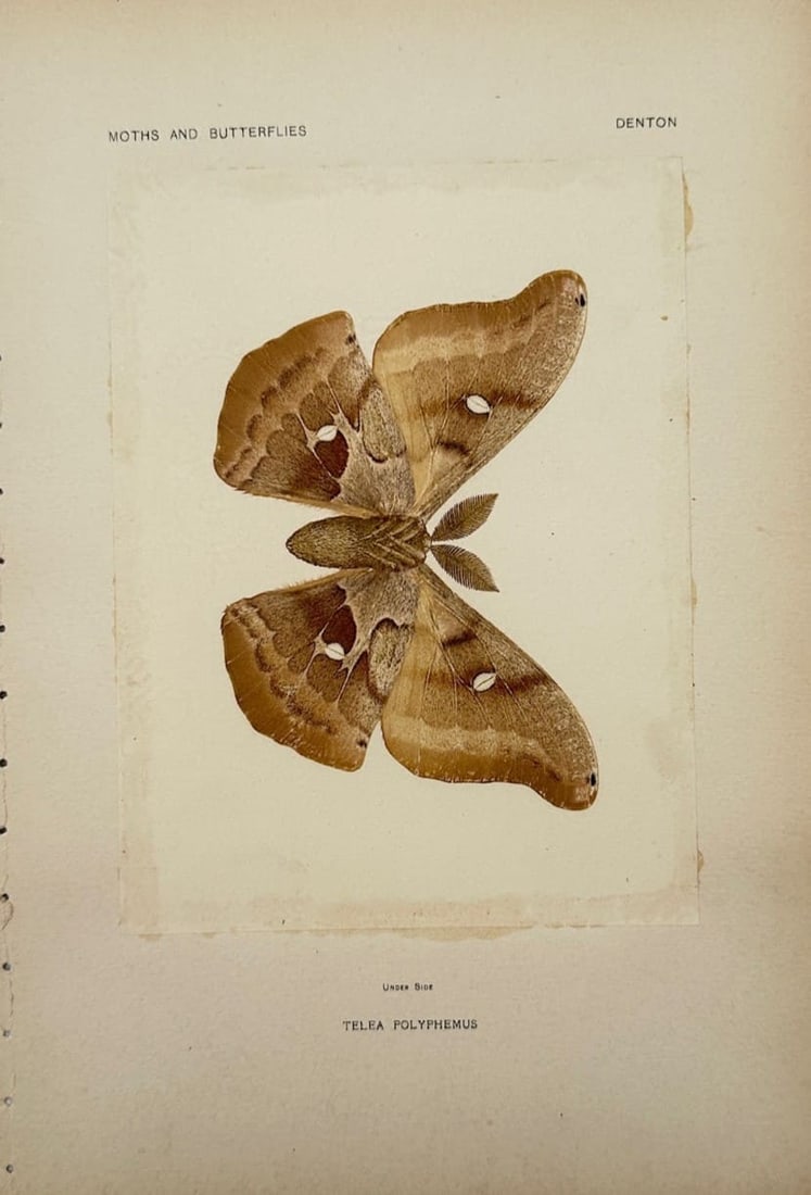 Sherman Foote Denton – Polyphemus Moth – Lithograph (19th Century): "Polyphemus Moth" illustrates a detailed entomological specimen displaying the intricate wing patterns, eyespots, and delicate feather-like antennae of the North American moth species. The print provi