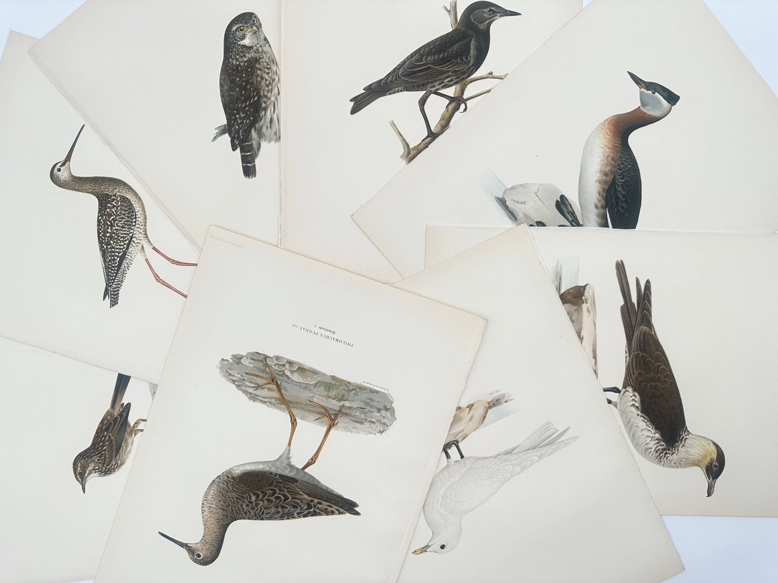 Magnus von Wright – Set of 8: Swedish Avifauna Plates – Lithographs (1920s) (1 of 1)