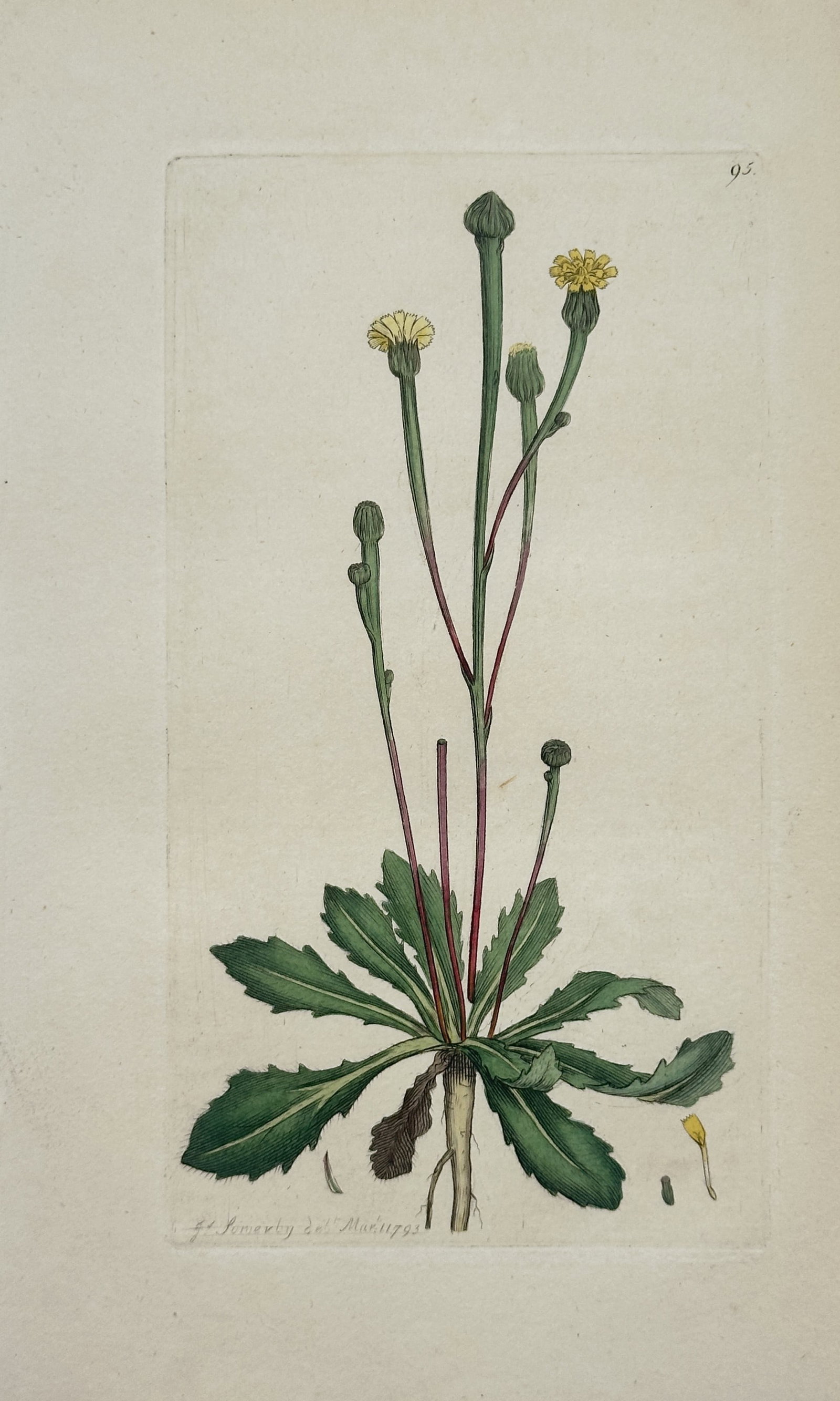 James Sowerby – Smooth Hawk's-beard – Hand-Colored Engraving (18th Century) (1 of 2)