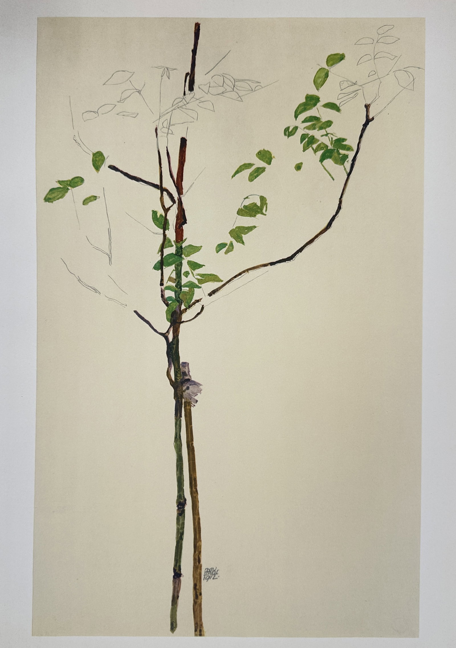 Egon Schiele,after – Little Tree – Offset Lithograph (20th Century): "Little Tree" depicts a delicate young sapling supported by a wooden stake with slender branches and scattered green leaves set against a plain background. The artwork serves as a botanical study show
