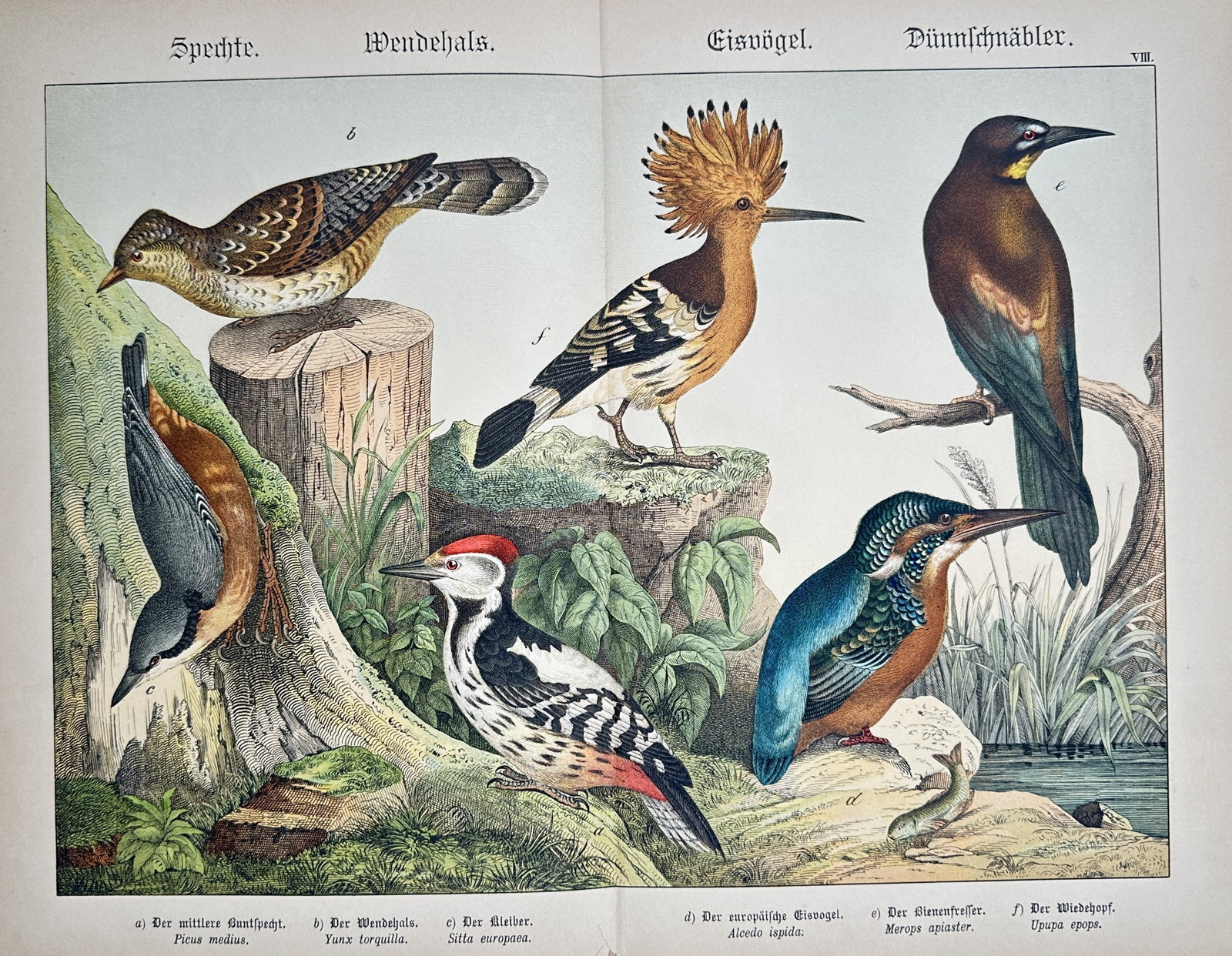 Gotthilf Heinrich von Schubert – Study of Woodpeckers, Kingfisher, Hoopoe, and Related Birds (1 of 2)