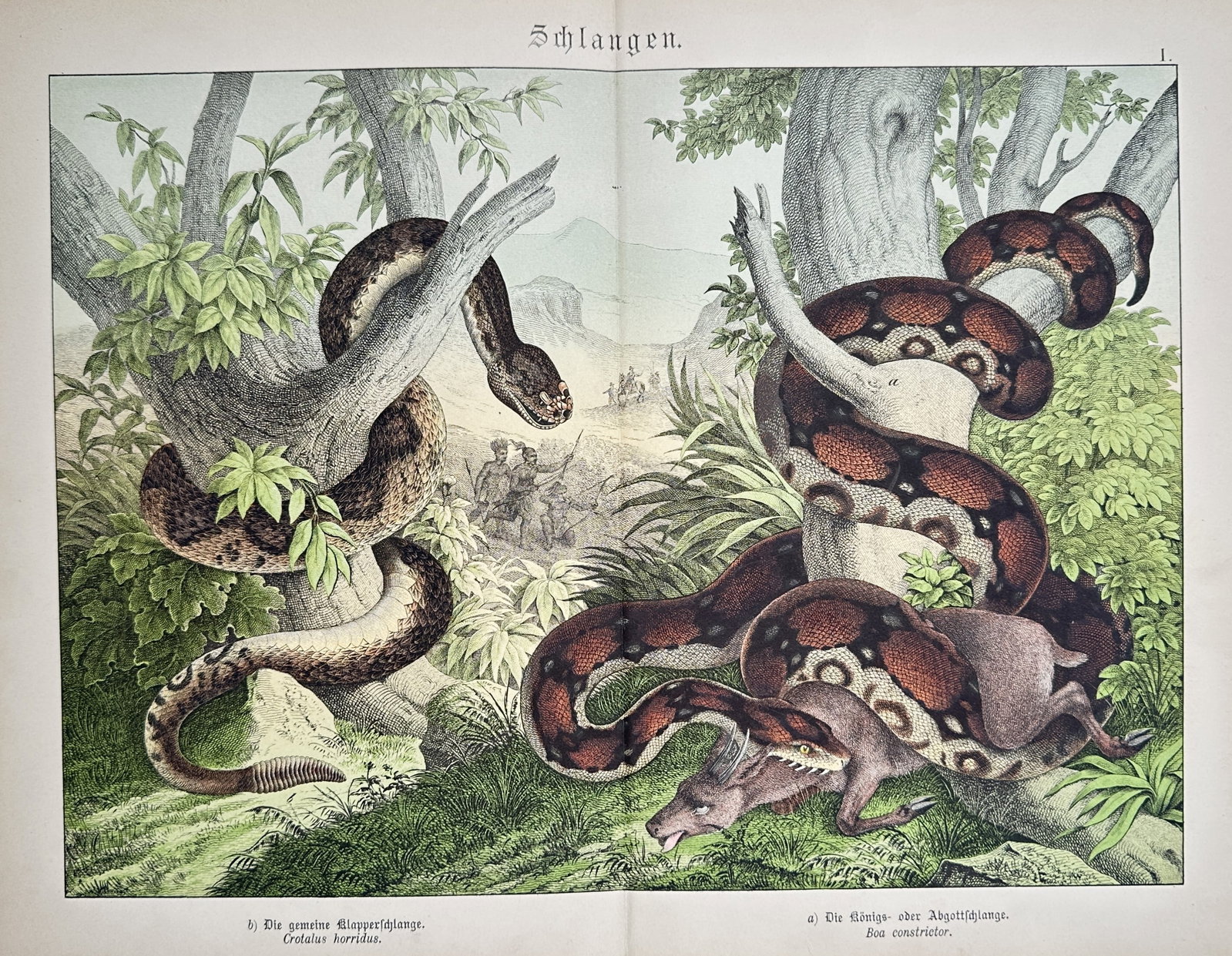 Gotthilf Heinrich von Schubert – Study of Rattlesnake and Boa Constrictor – Lithograph (1 of 2)