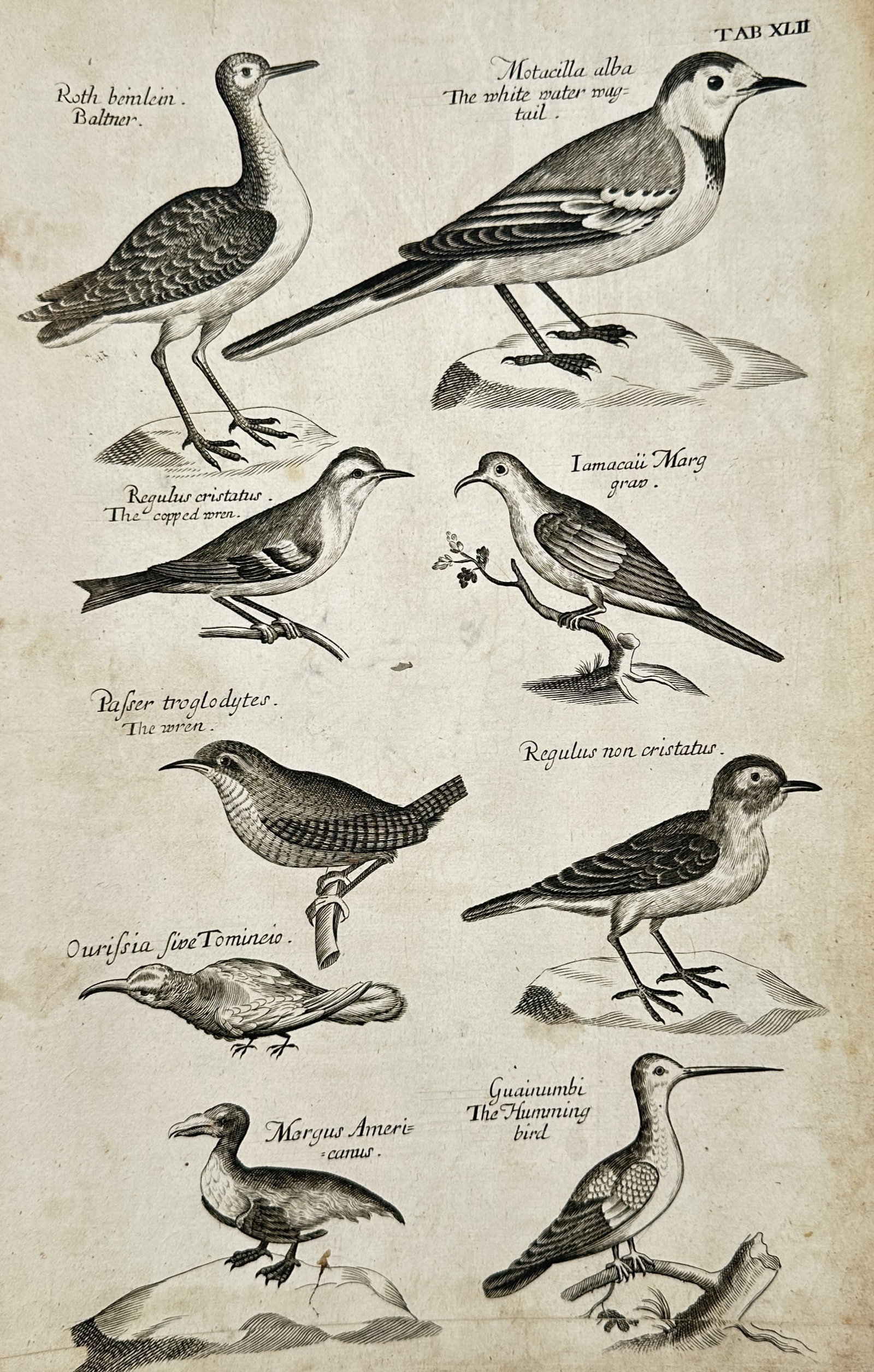 Francis Willughby – Study of Birds Including White Wagtail, Wren, and Hummingbird – Engraving: "Ornithology Study" depicts various bird species including the white wagtail, crested and non-crested wrens, and a hummingbird set against a plain background. The artwork serves as an ornithological i