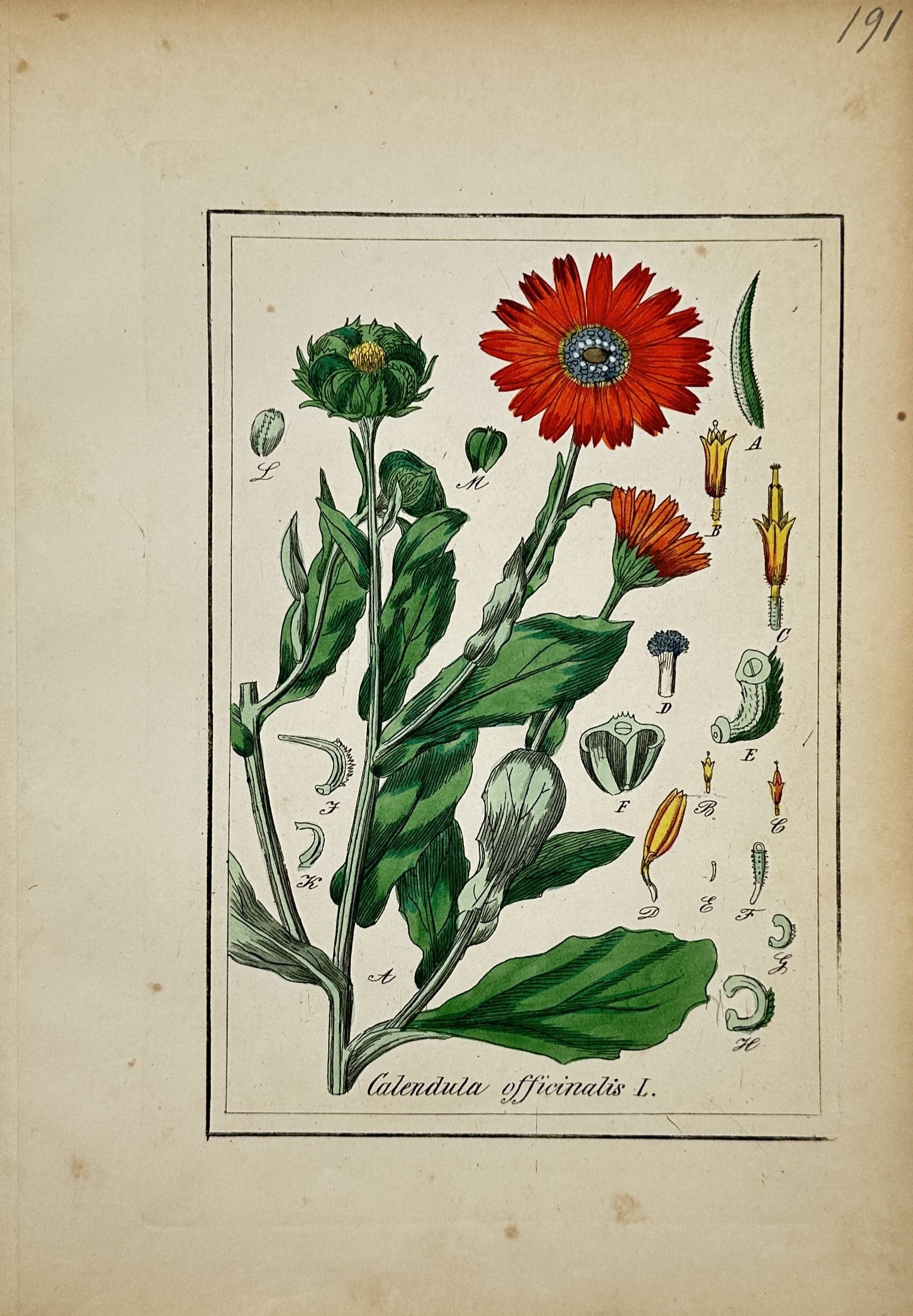 Max Schulze – Pot Marigold – Lithograph (19th Century): "Calendula officinalis" presents a detailed botanical study illustrating a flowering marigold stem alongside dissected floral structures and seed components. Created by Max Schulze, this print highlig