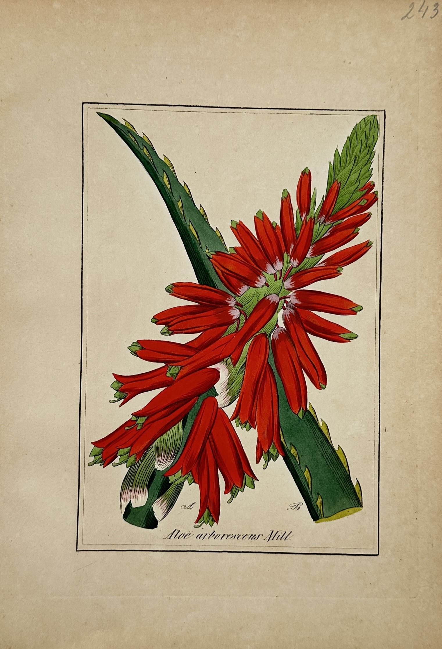 Max Schulze – Krantz Aloe – Lithograph (19th Century) (1 of 2)