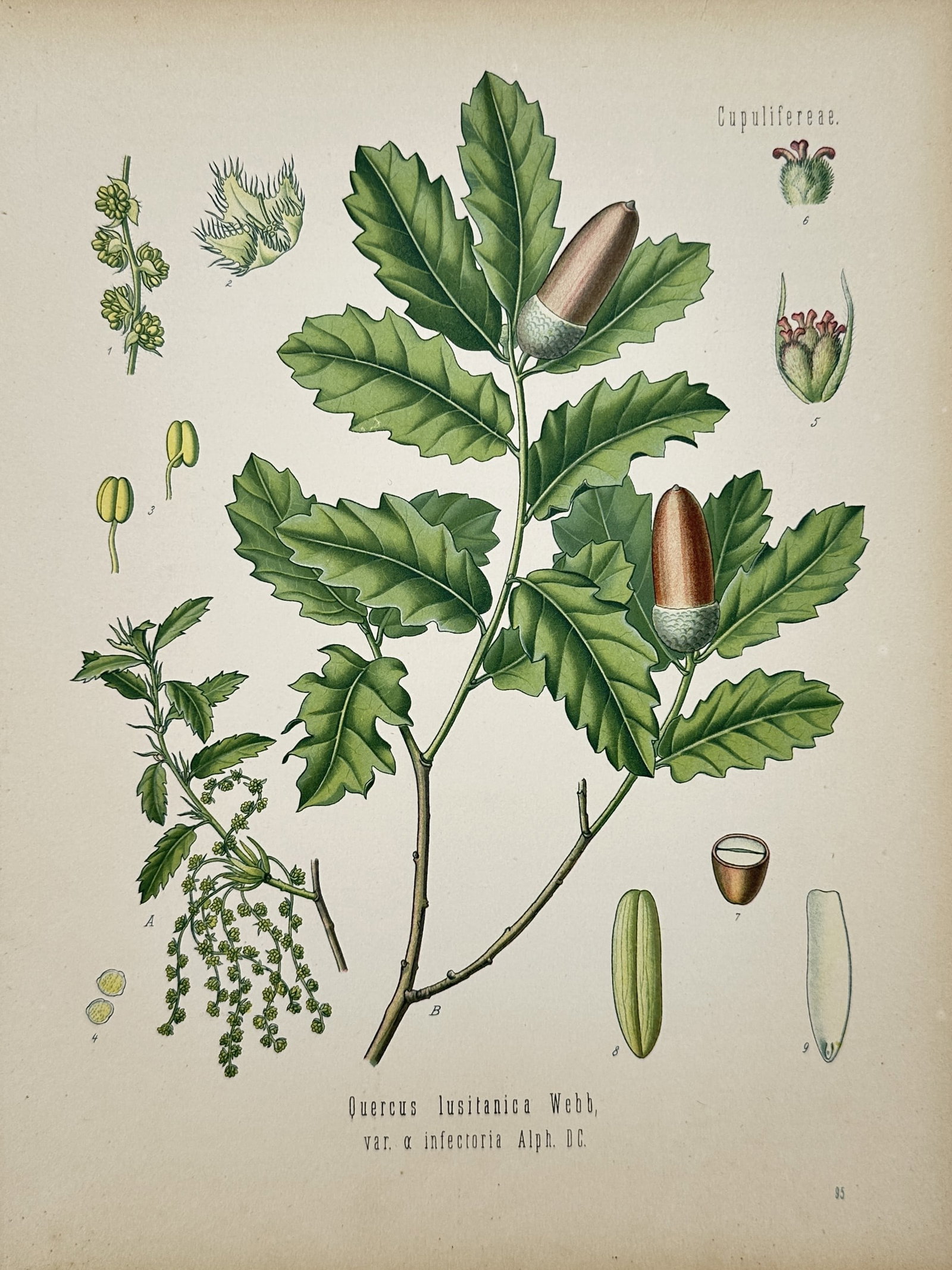 Hermann Adolph Köhler – Aleppo Oak – Chromolithograph (1887) (1 of 2)