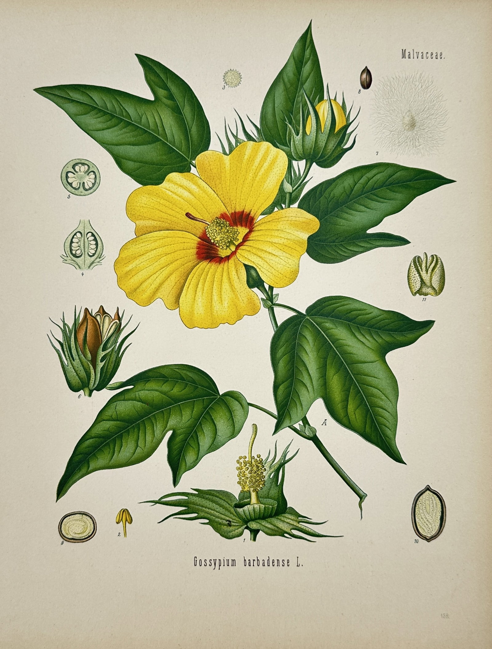 Hermann Adolph Köhler – Sea Island Cotton – Chromolithograph (1887): "Gossypium Barbadense" presents a detailed botanical study illustrating a flowering cotton branch with yellow blossoms alongside seed pods and floral dissections. Published in Germany in 1887 as part 