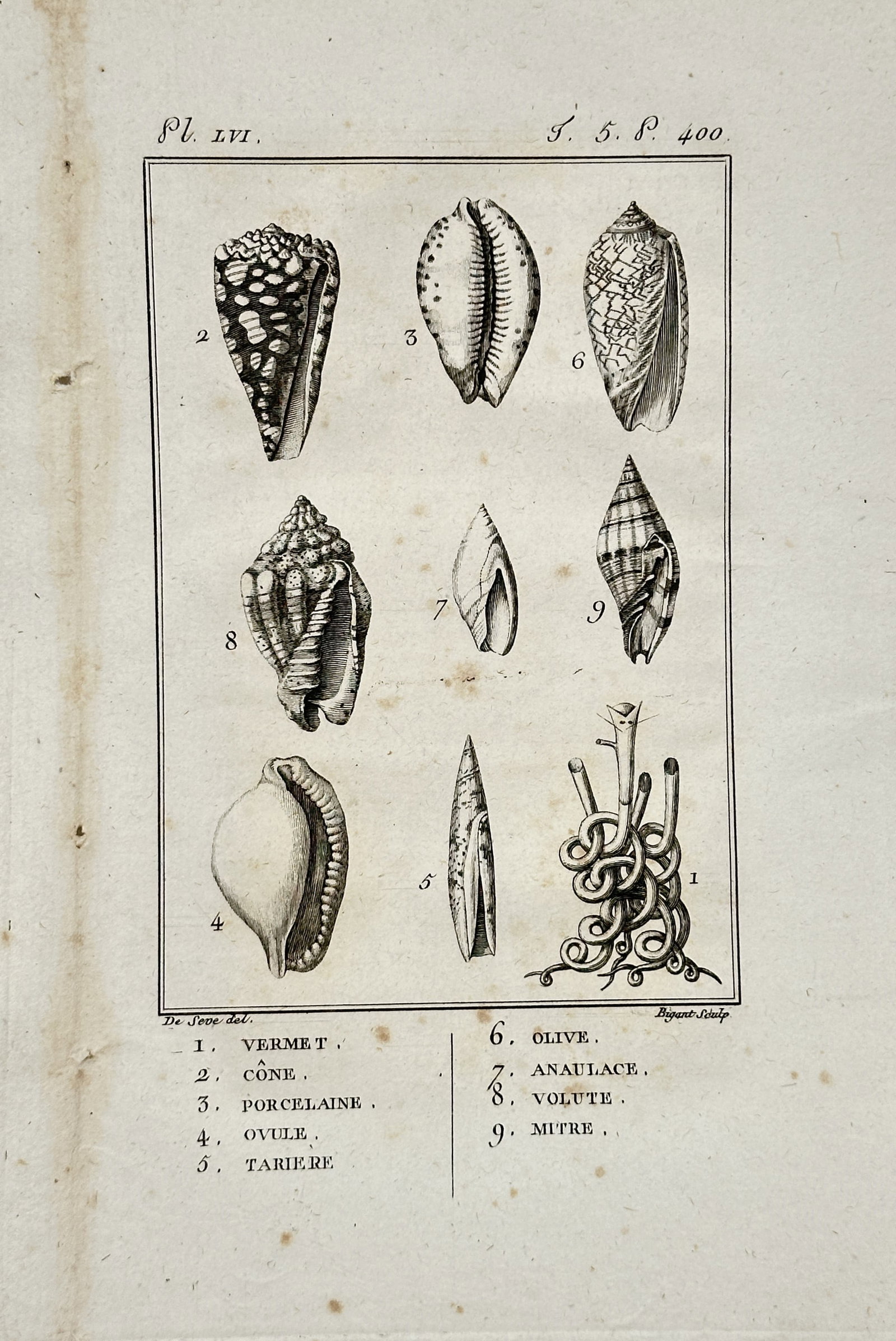 Georges-Louis Leclerc de Buffon – Comparative Conchological Studies of Seashells – Engraving (1 of 2)