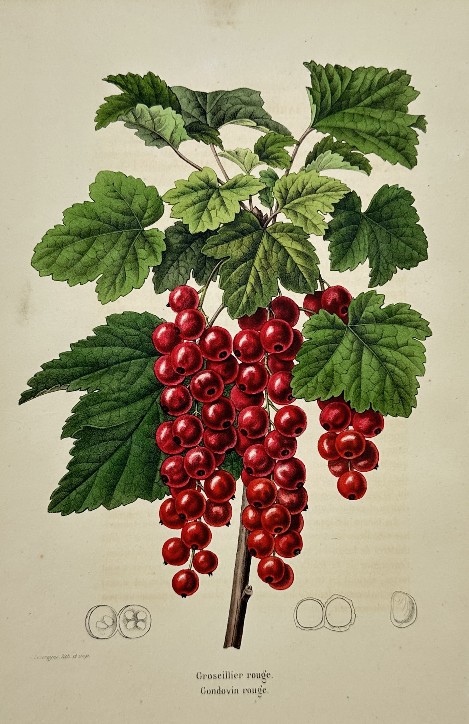 Guillaume Severeyns – Red Currant Variety – Lithograph (19th Century): "Red Currant" presents a detailed botanical study illustrating ripe clusters of red currants hanging from leafy branches alongside cross-sectional dissections of the fruit. Published in Belgium during