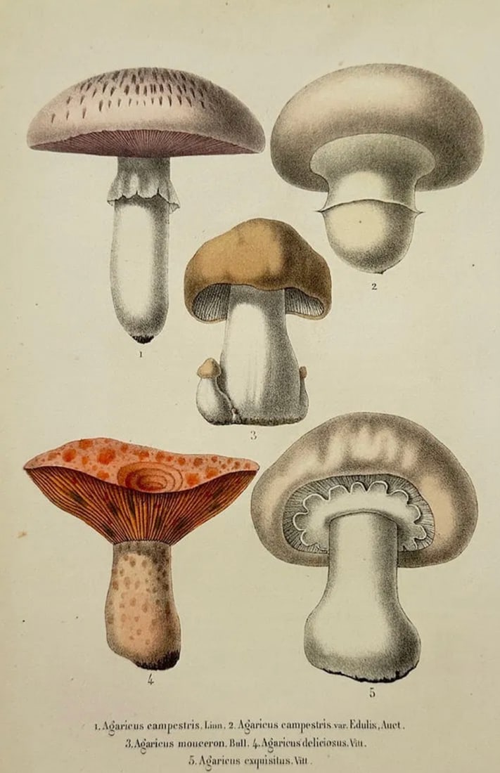 Guillaume Severeyns – Edible Mushroom Varieties – Lithograph (19th Century): "Edible Mushroom Varieties" presents a detailed mycological study illustrating several species of edible mushrooms showing their distinct caps, gills, and stipes. Published in Belgium during the ninet
