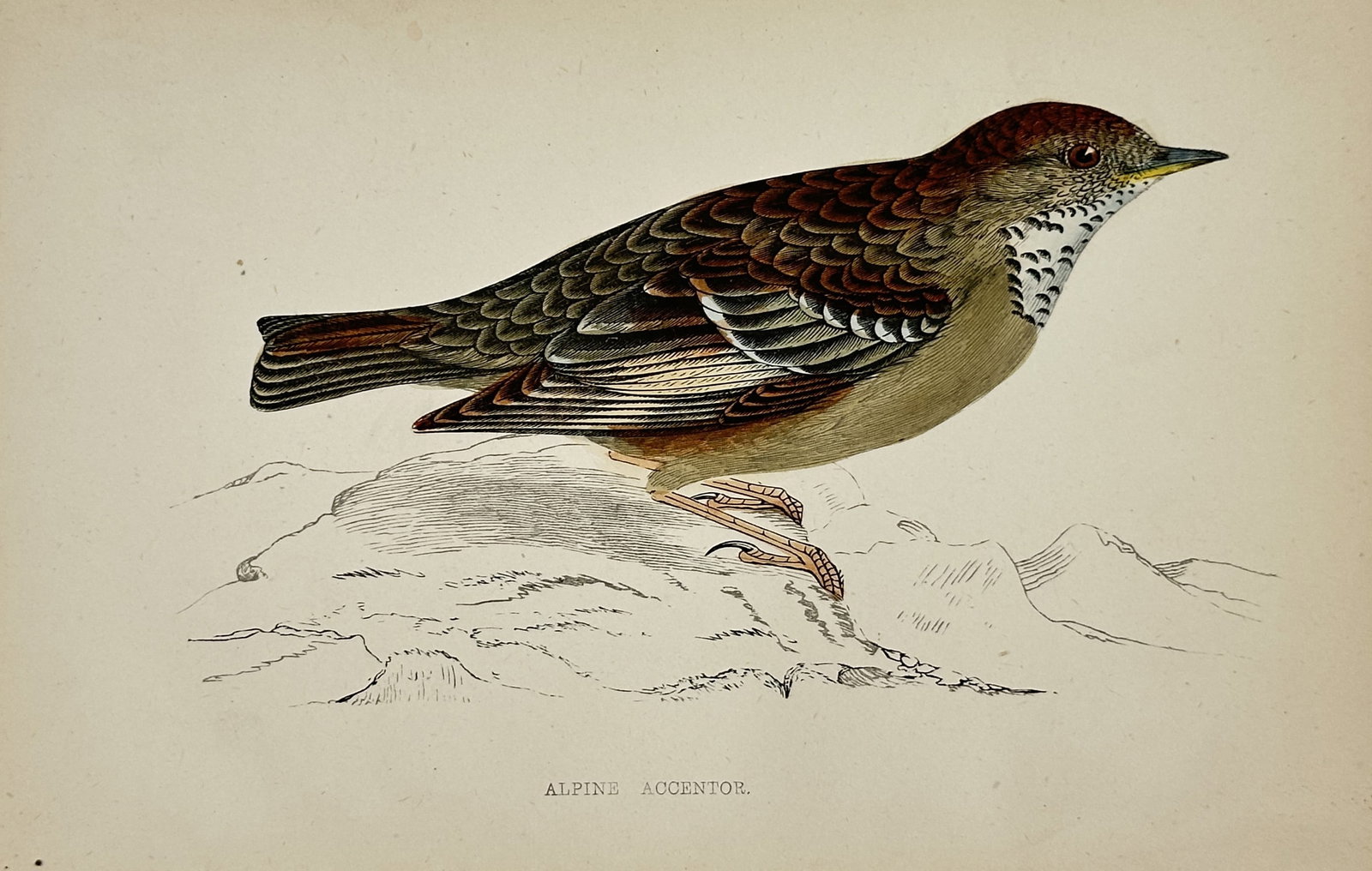 Francis Orpen Morris – Alpine Accentor – Wood Engraving (19th Century): "Alpine Accentor" presents an ornithological study illustrating an Alpine accentor perched on a rocky terrain displaying its speckled throat and patterned brown and grey plumage. Published in London d