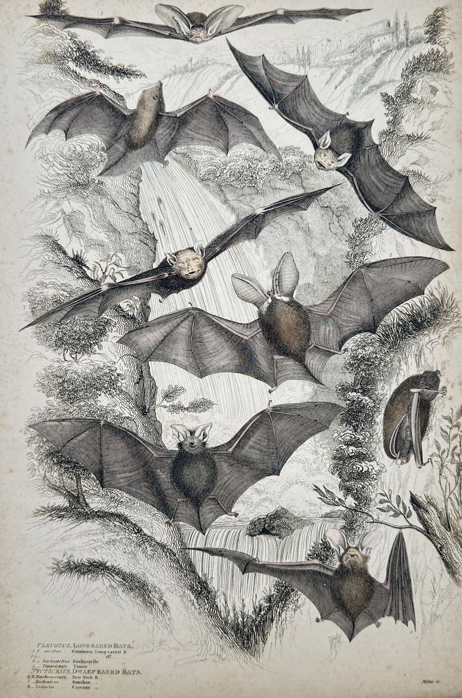 William MacGillivray – Long-Eared and Dwarf-Eared Bats – Lithograph (19th Century): "Long-Eared and Dwarf-Eared Bats" presents a zoological study illustrating several bat species in flight against a naturalistic woodland backdrop with a waterfall. Published during the nineteenth cent