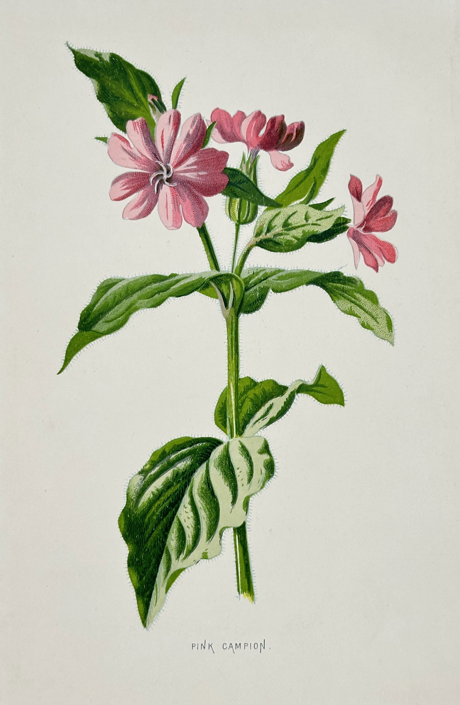 Frederick Edward Hulme – Pink Campion – Lithograph (19th Century): "Pink Campion" presents a detailed botanical study illustrating a flowering stem of pink campion displaying vibrant pink blossoms and rich green foliage. Published in London during the nineteenth cent