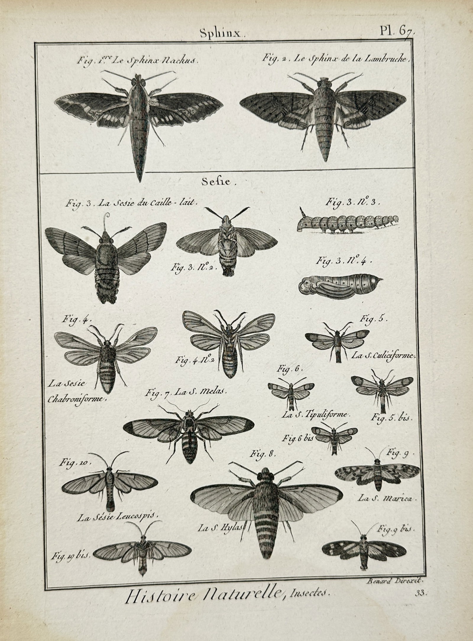 Robert Bénard – Various Sphinx Moths and Clearwing Moths – Engraving (18th Century): "Sphinx Moths and Clearwing Moths" This print illustrates an entomological study depicting a wide array of hawk moths, clearwing moths, and their developmental stages. The composition presents detaile