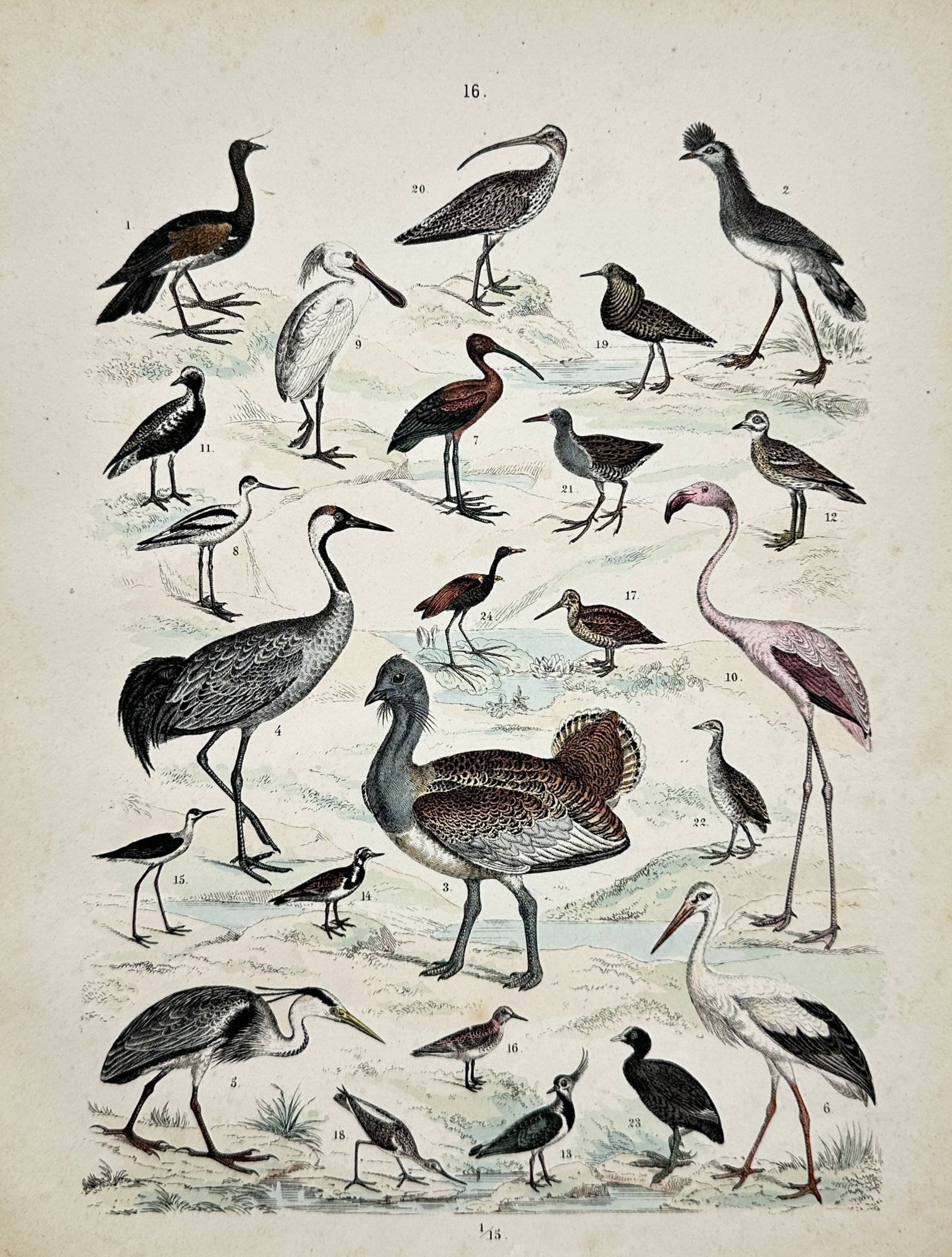 Traugott Bromme – Wading Birds and Waterfowl – Engraving (19th Century) (1 of 2)