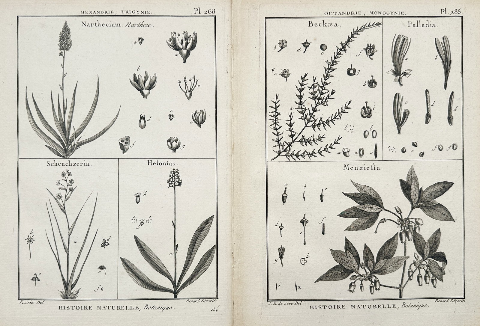 Robert Bénard – Set of 2: Botanical Studies of Bog Asphodel, Scheuchzeria, Baeckea – Engravings: "Natural History, Botany" presents a set of eighteenth-century botanical studies illustrating various flowering plants, bog specimens, and shrub varieties alongside meticulous dissections of their flo