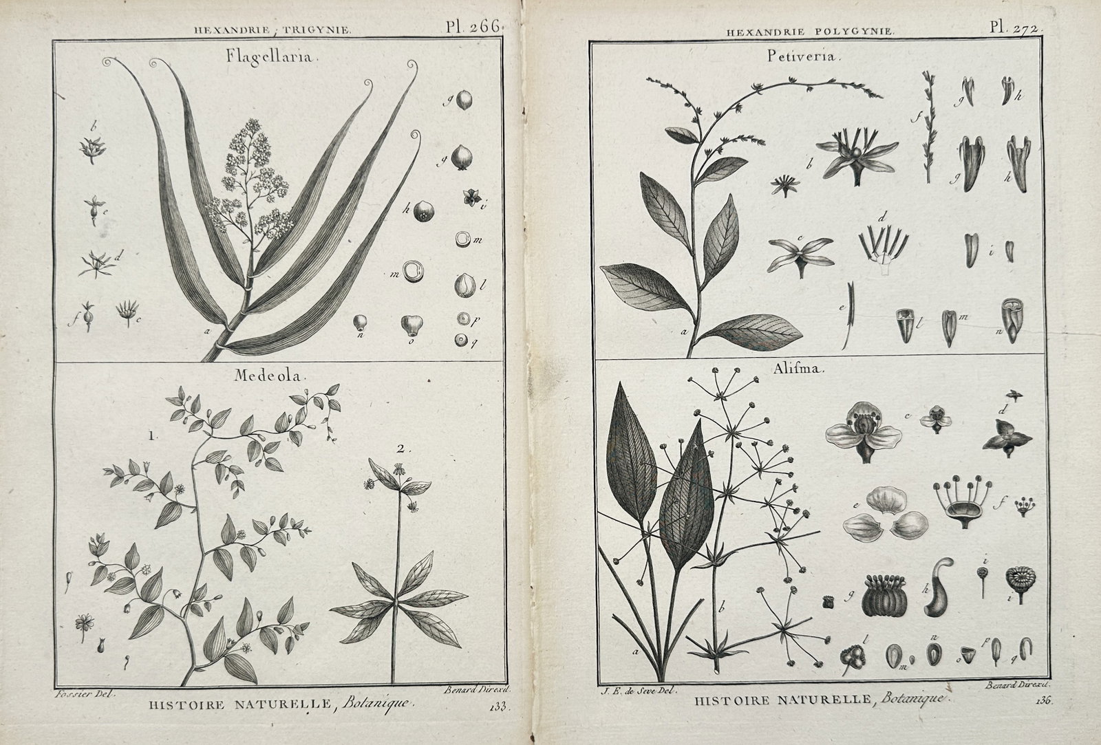Robert Bénard – Set of 2: Botanical Studies of Flagellaria, Medeola, Petiveria – Engravings (1 of 2)