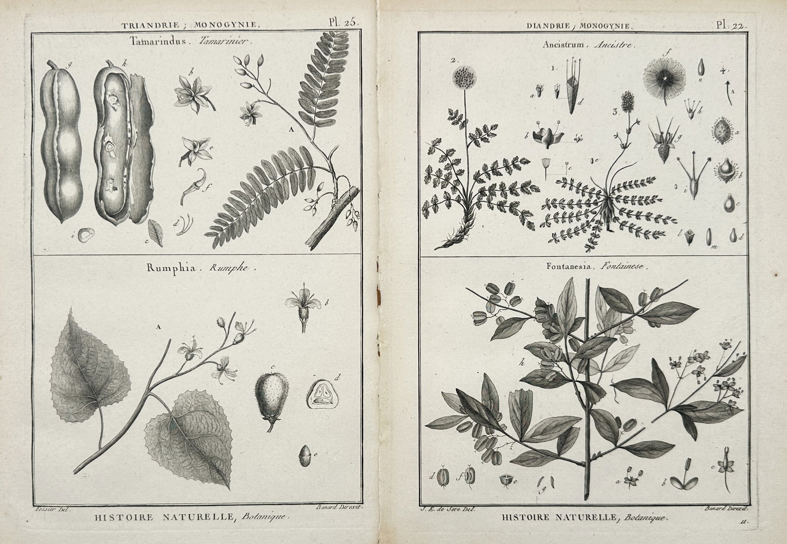Robert Bénard – Set of 2: Botanical Studies of Tamarind, Rumphia, Ancistrum – Engravings: "Natural History, Botany" presents a set of eighteenth-century botanical studies illustrating tropical tamarind legumes, broadleaf specimens, pirri-pirri burrs, and flowering shrub branches alongside 
