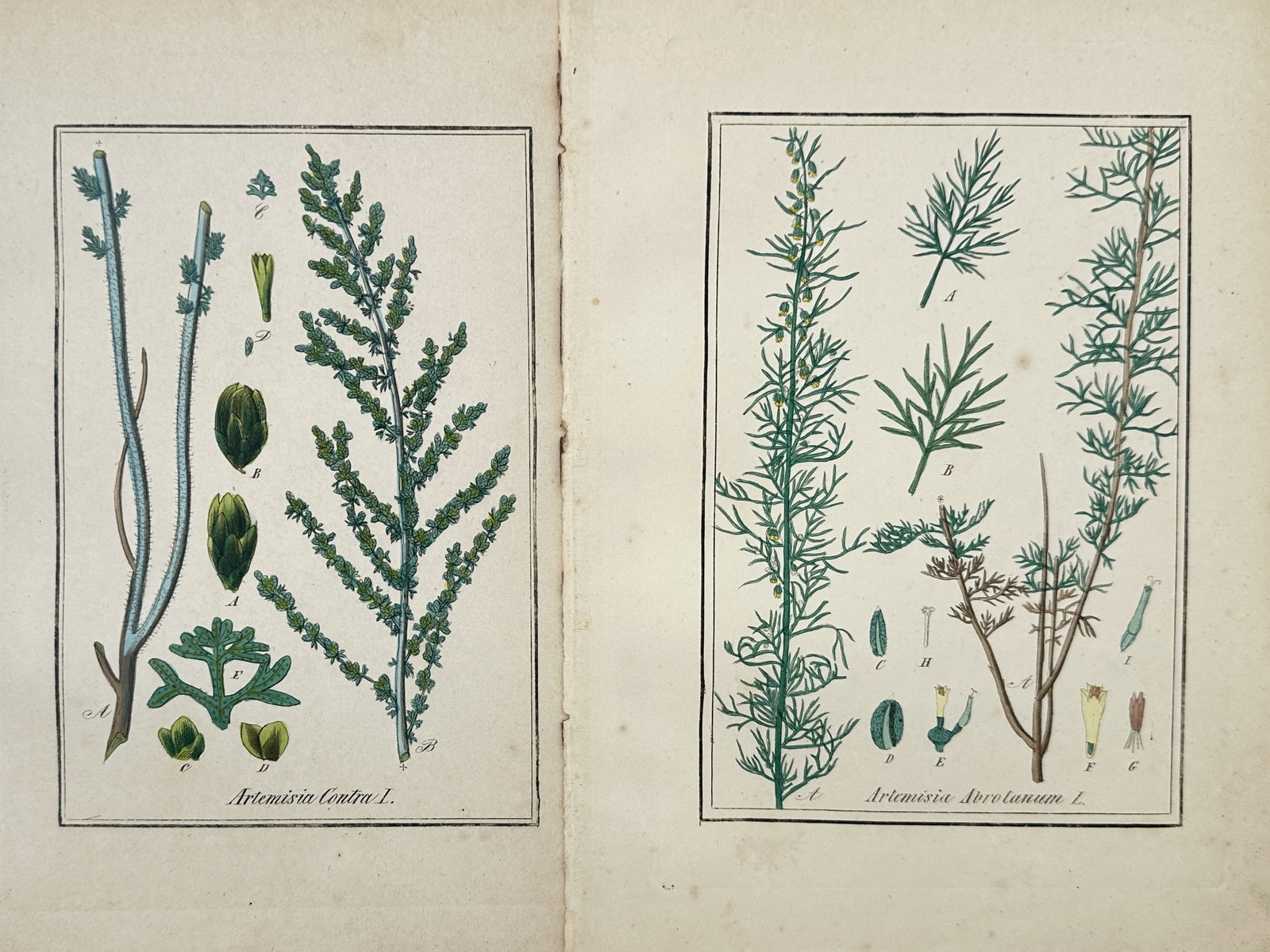 Max Schulze – Set of 2: Botanical Studies of Wormseed and Southernwood Artemisia – Lithographs: "Artemisia Contra and Artemisia Abrotanum" presents a set of nineteenth-century botanical studies illustrating medicinal and aromatic wormwood varieties alongside detailed morphological dissections of