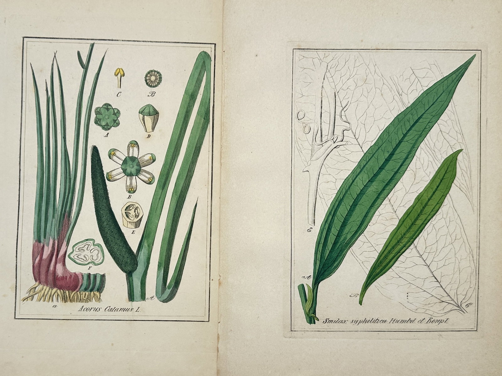 Max Schulze – Set of 2: Botanical Studies of Sweet Flag and Sarsaparilla Smilax – Lithographs: "Acorus Calamus and Smilax Syphilitica" presents a set of nineteenth-century botanical studies illustrating sweet flag and sarsaparilla varieties alongside detailed morphological dissections of rhizom
