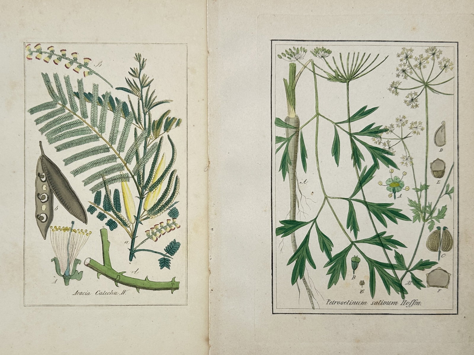 Max Schulze – Set of 2: Botanical Studies of Catechu Acacia and Garden Parsley – Lithographs (1 of 2)