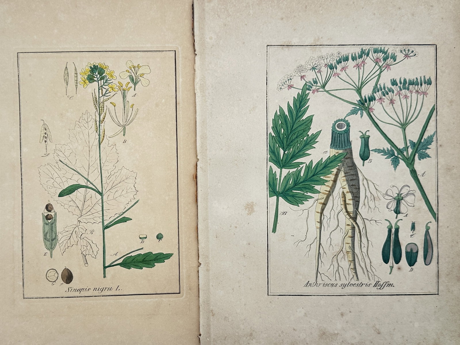 Max Schulze – Set of 2: Botanical Studies of Black Mustard and Cow Parsley – Lithographs (1 of 2)