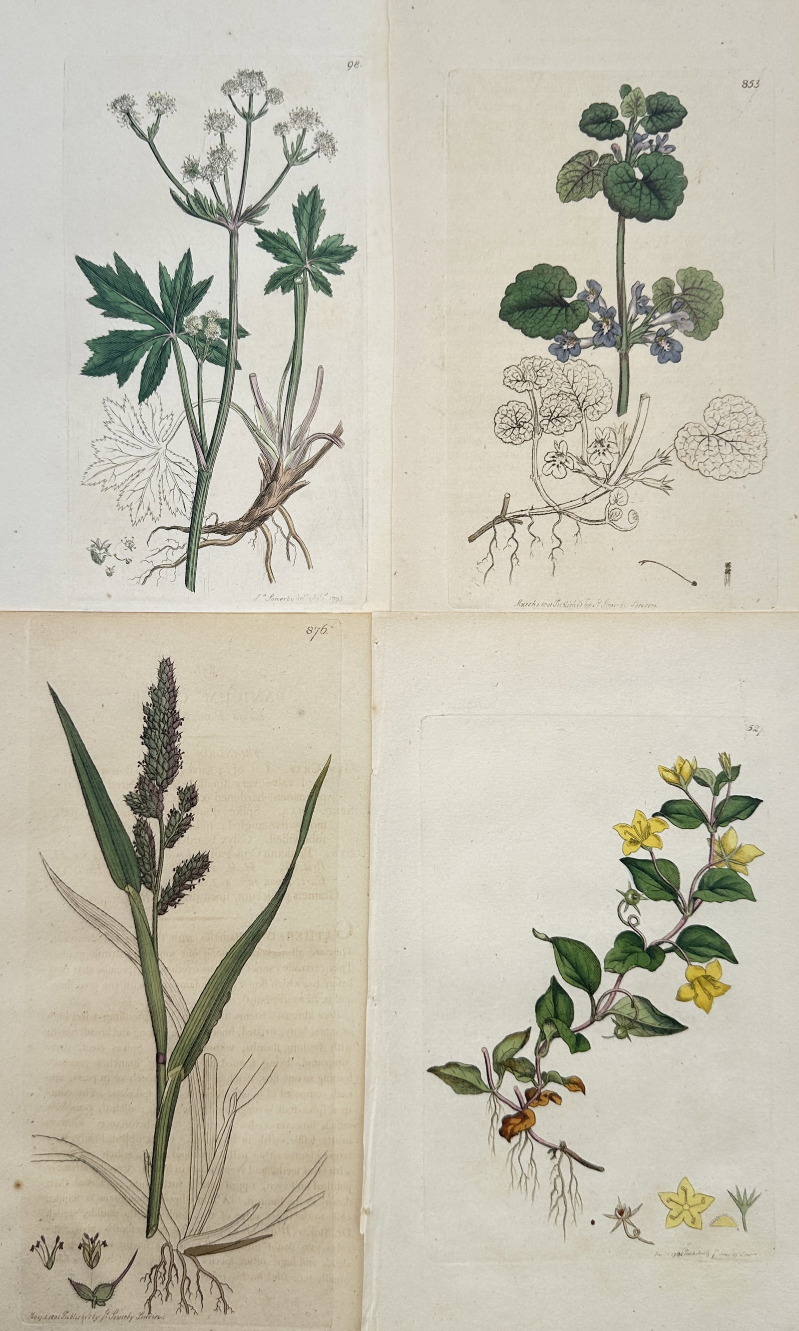 James Sowerby – Set of 4: Botanical Studies of Masterwort, Ground Ivy, Sedge – Engravings (1 of 2)