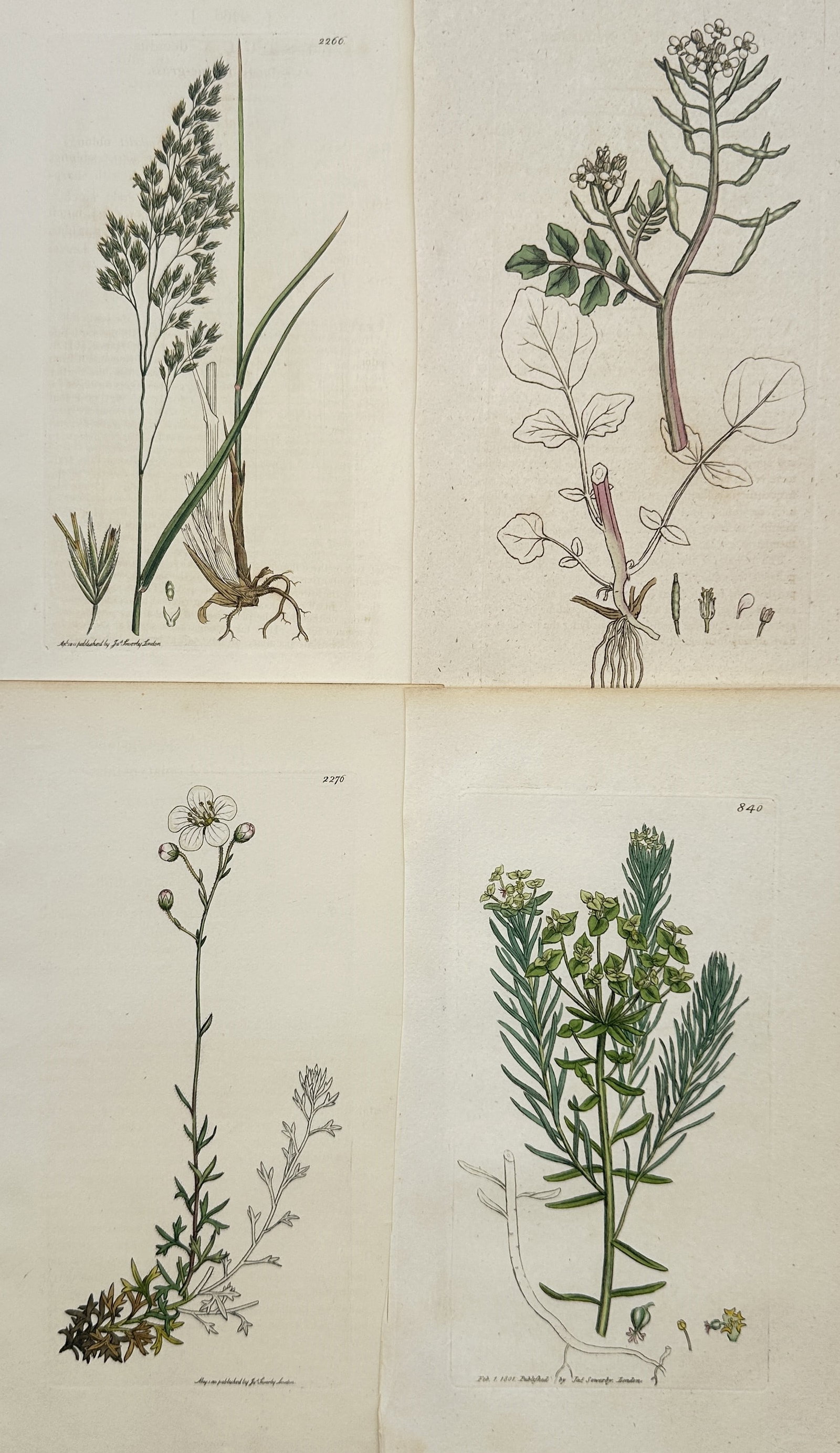 James Sowerby – Set of 4: Botanical Studies of Meadow Grass, Bittercress – Engravings: "Botanical Studies of Meadow Grass, Bittercress, Alpine Saxifrage, and Spurge" presents a set of botanical studies illustrating wild grasses, cruciferous flowering plants, delicate alpine blooms, and 