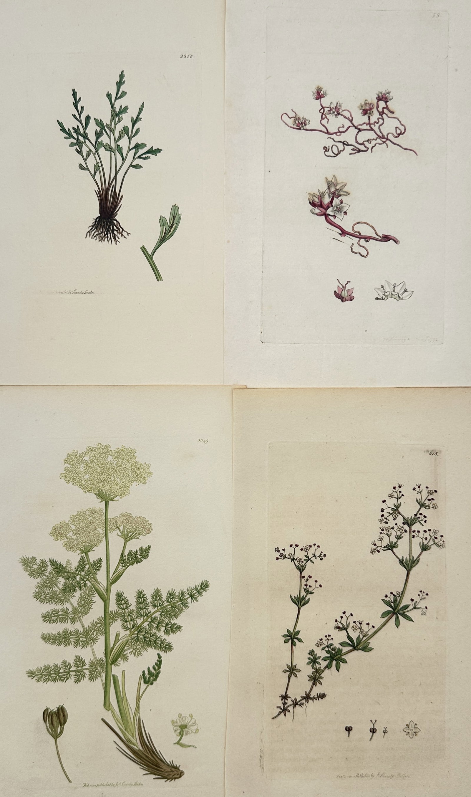 James Sowerby – Set of 4: Flora of Britain Featuring Graminoid, Cardamine, Saxifrage – (1 of 2)