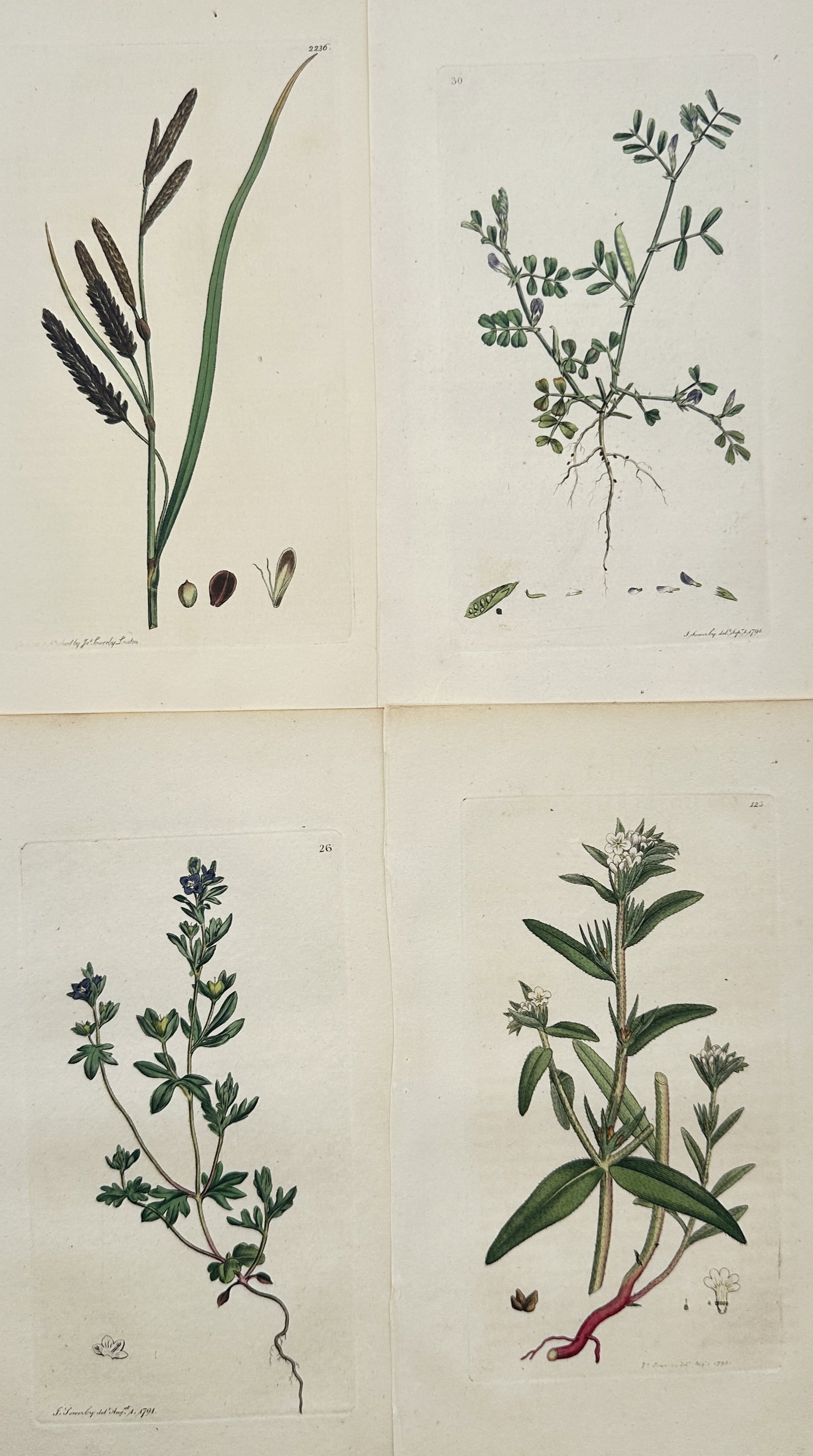 James Sowerby – Set of 4: Botanical Studies of Sedge, Wild Vetch, Speedwell – Engravings (1 of 2)