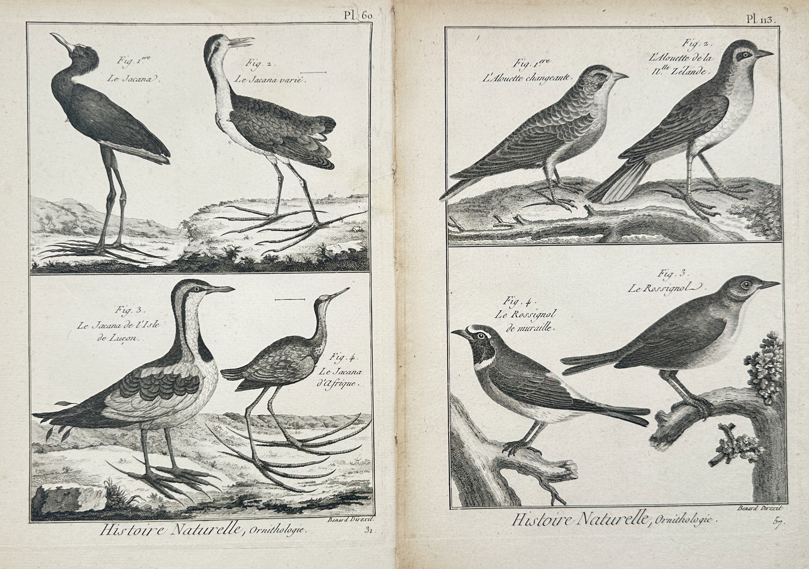 Robert Bénard – Set of 2: Ornithological Studies of Jacanas, Larks, and Nightingales – (1 of 2)