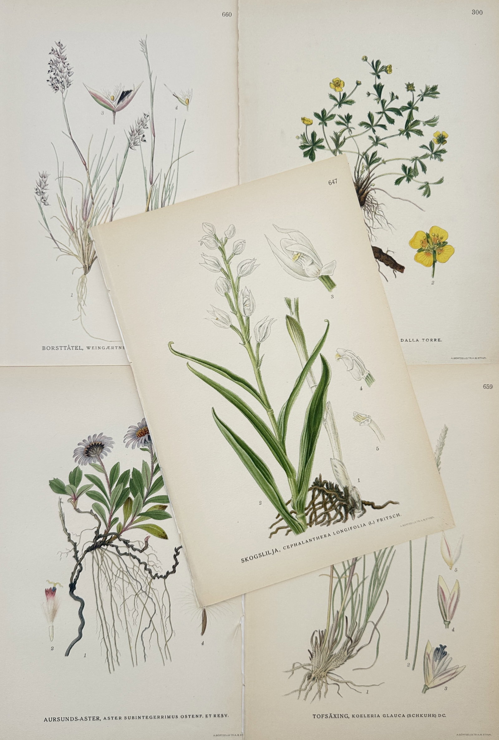 Carl Lindman – Set of 5: Nordic Botanical Studies of Orchid, Aster, Cinquefoil – Lithographs (1 of 2)