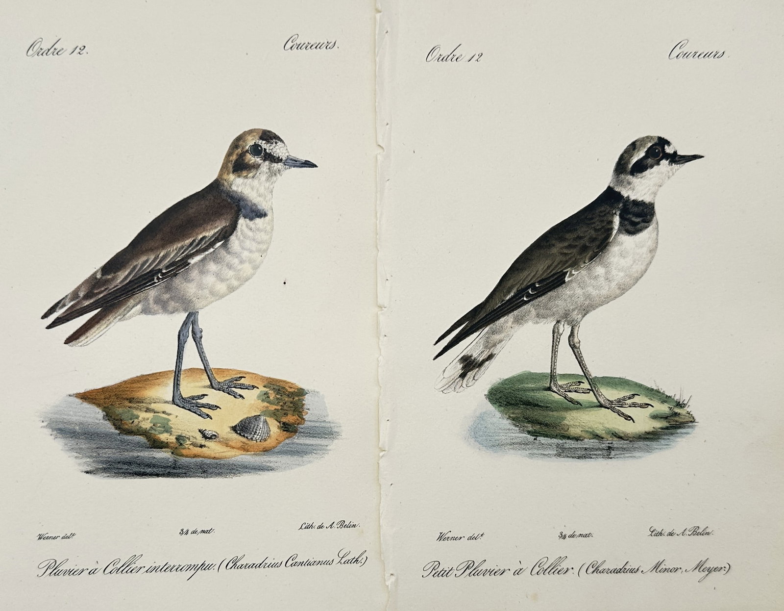 Jean Werner – Set of 2: Ornithological Studies of Kentish Plover and Little Ringed Plover (1 of 2)