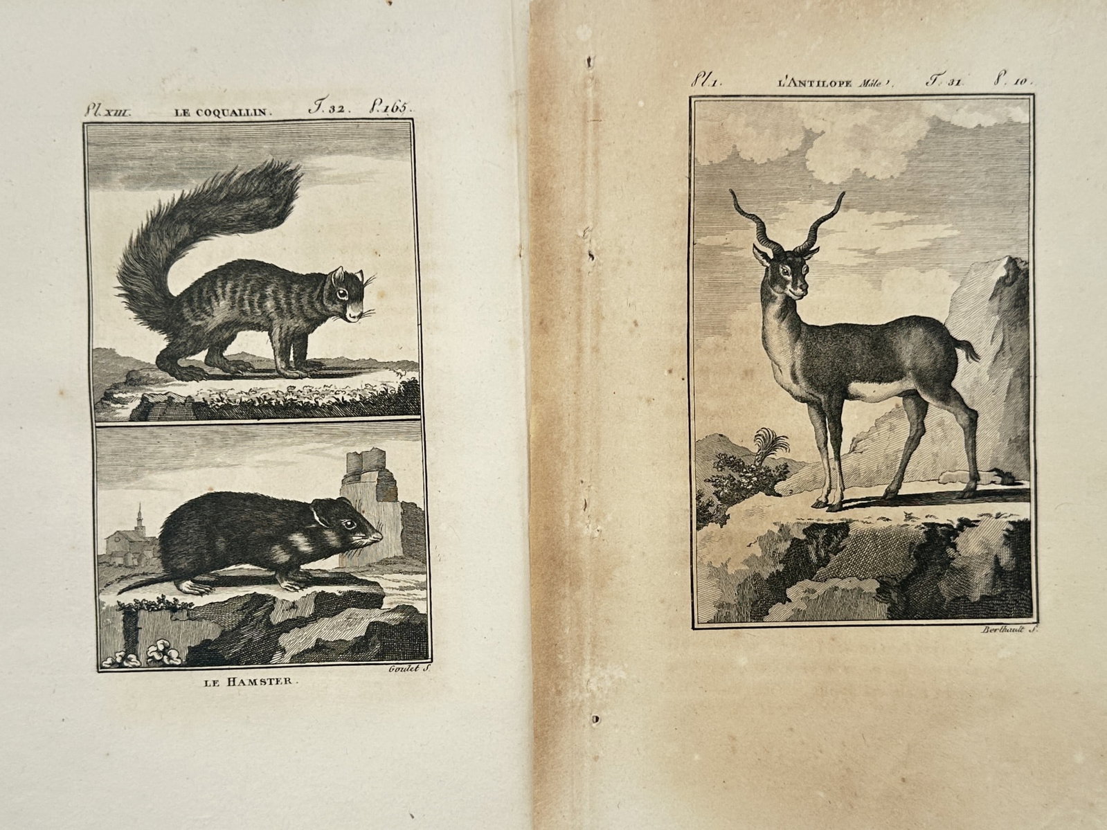 Georges-Louis Leclerc de Buffon – Set of 2: Zoological Studies of Antelope, Squirrel, and Hamster (1 of 2)