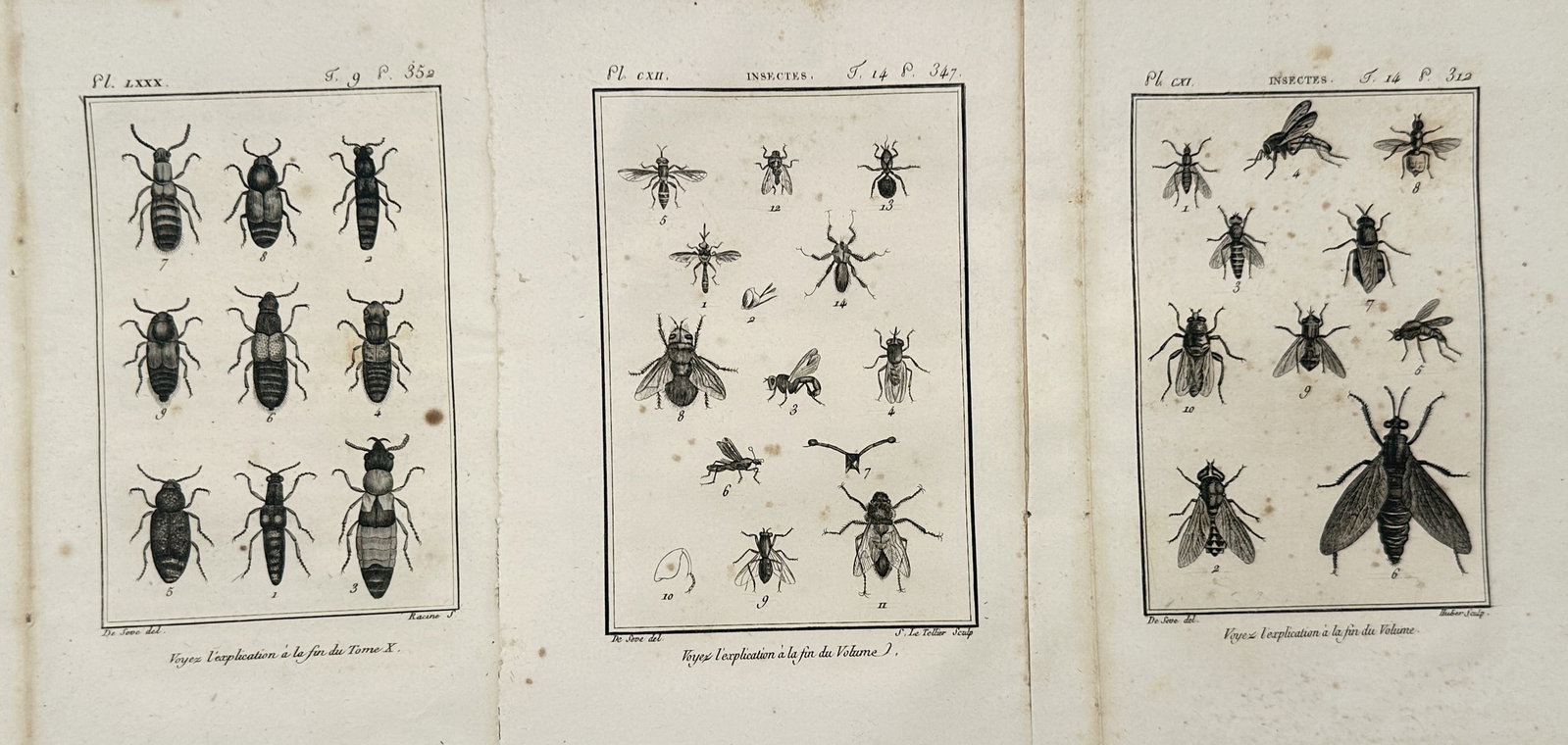 Georges-Louis Leclerc de Buffon – Set of 3: Entomological Studies of Beetles, Flies, and Insects (1 of 2)