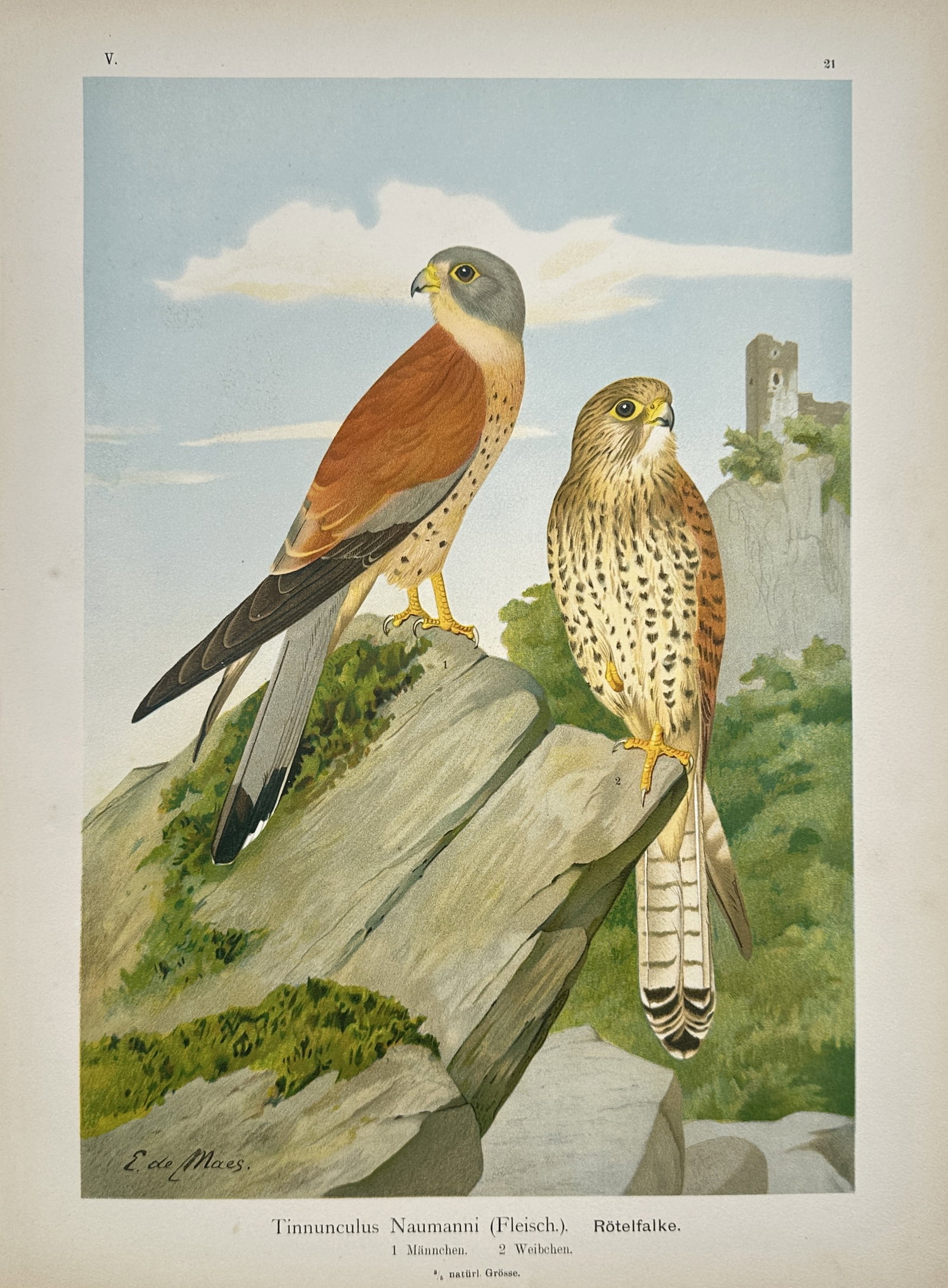 Johann Friedrich Naumann – Lesser Kestrel – Lithograph (19th Century): "Lesser Kestrel" depicts a male and female lesser kestrel perched atop rocky outcrops overlooking a distant mountainous landscape with castle ruins. The artwork serves as an ornithological study illus