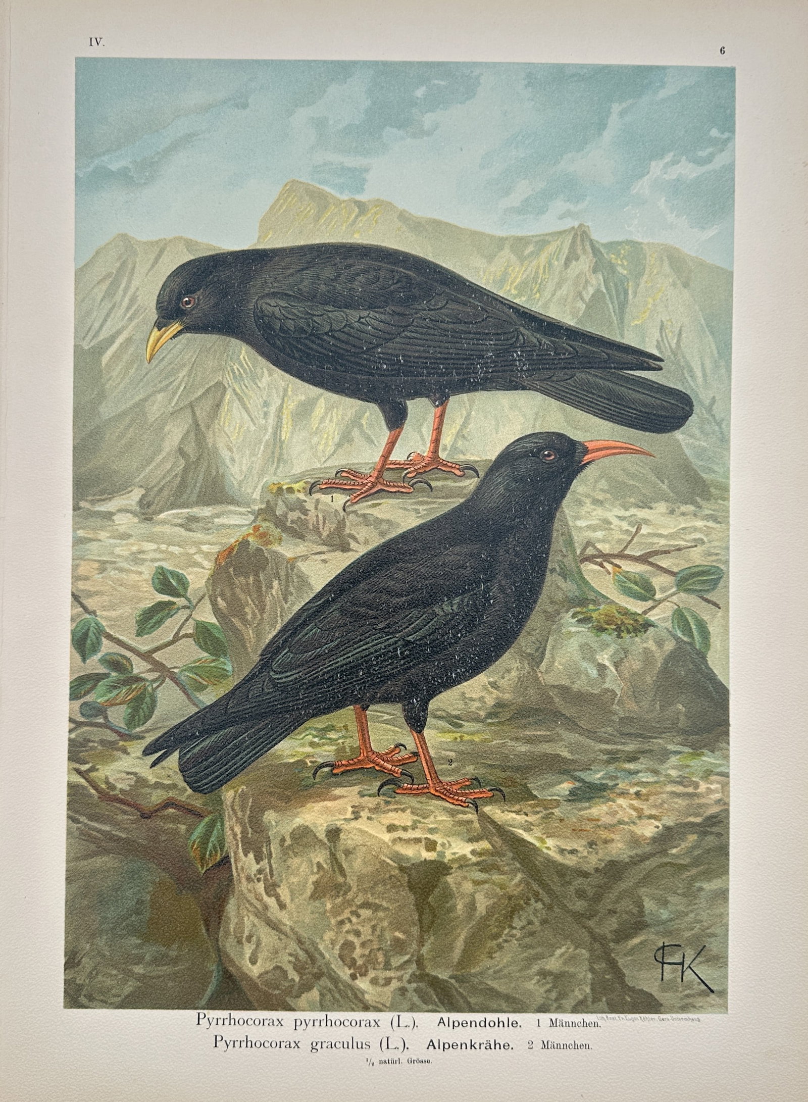 Johann Friedrich Naumann – Red-Billed Chough and Alpine Chough – Lithograph (19th Century) (1 of 2)