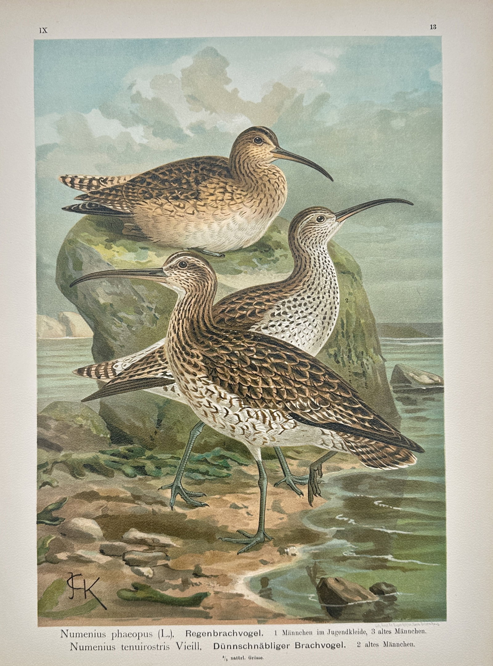 Johann Friedrich Naumann – Whimbrel and Slender-Billed Curlew – Lithograph (19th Century): "Whimbrel and Slender-Billed Curlew" depicts whimbrels and a slender-billed curlew positioned on a grassy rock and coastal shore near the water's edge. The artwork serves as an ornithological study il