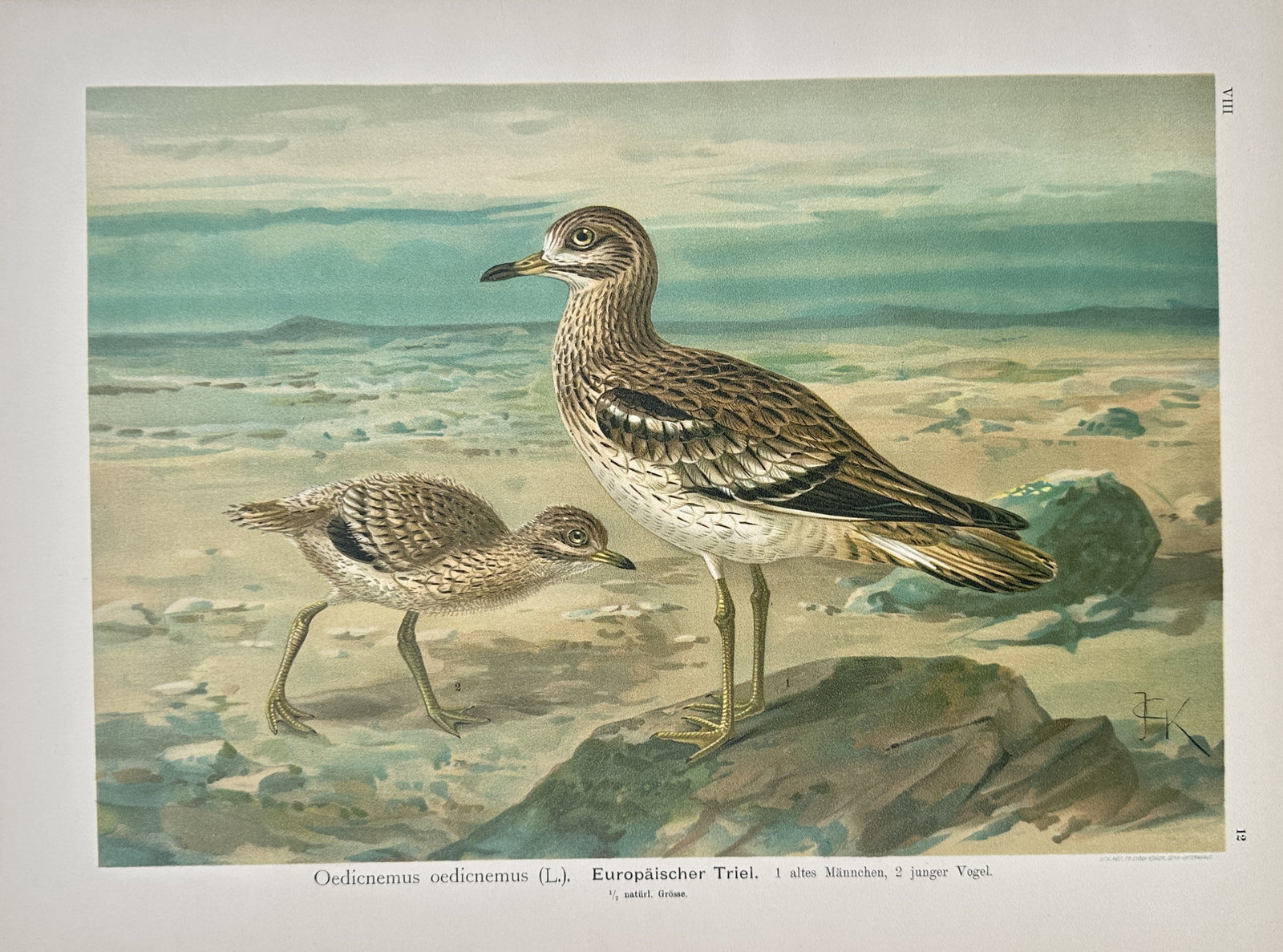 Johann Friedrich Naumann – Eurasian Stone-Curlew – Lithograph (19th Century): "Eurasian Stone-Curlew" depicts an adult and young Eurasian stone-curlew standing on sandy, rocky terrain set against an expansive coastal plain landscape. The artwork serves as an ornithological stud