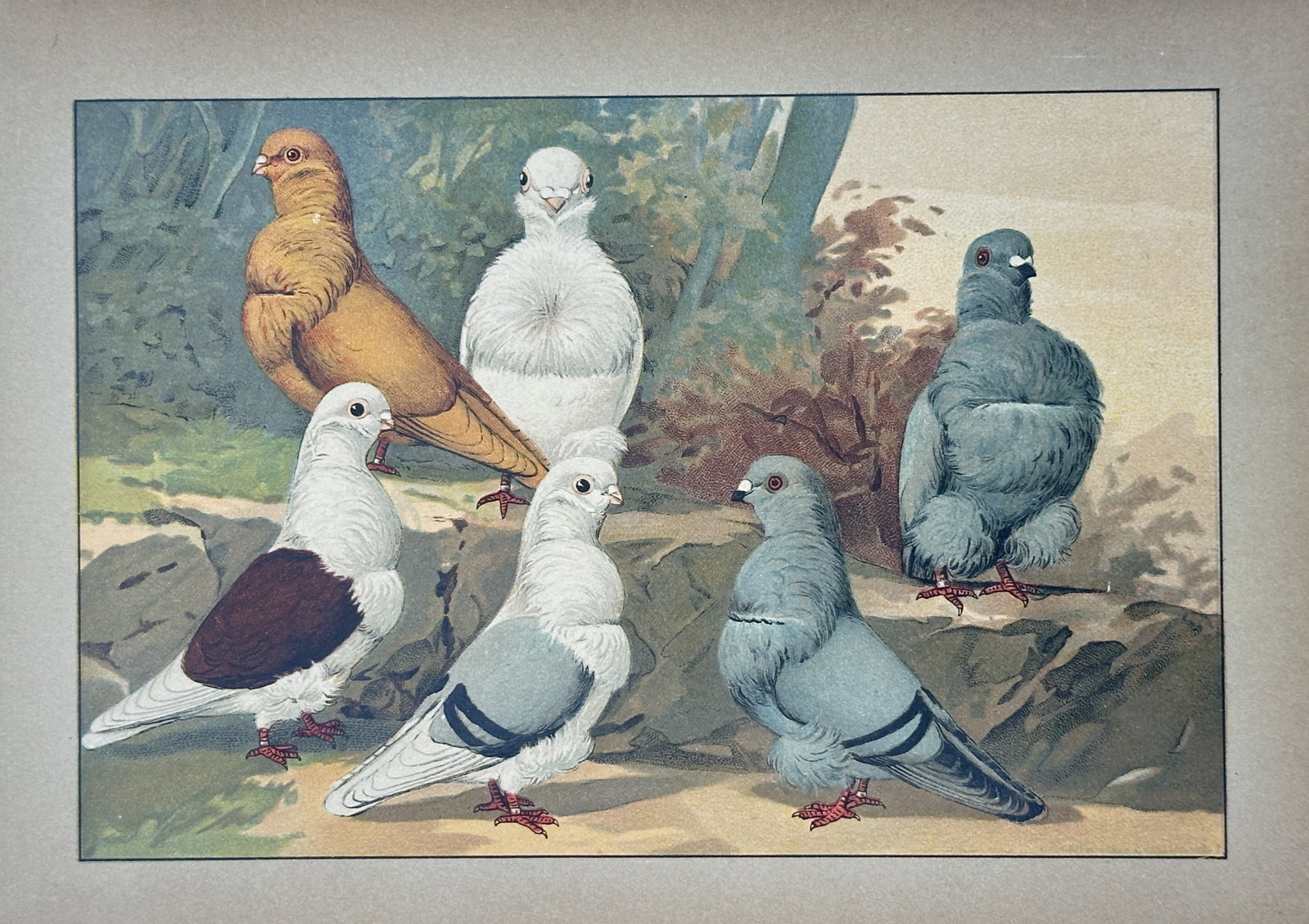 Emil Schachtzabel – Domestic Pigeon Breeds – Lithograph (20th Century): "Domestic Pigeon Breeds" depicts a group of fancy domestic pigeons of various plumage colors and feather variations standing in an outdoor natural landscape. The artwork serves as an ornithological st