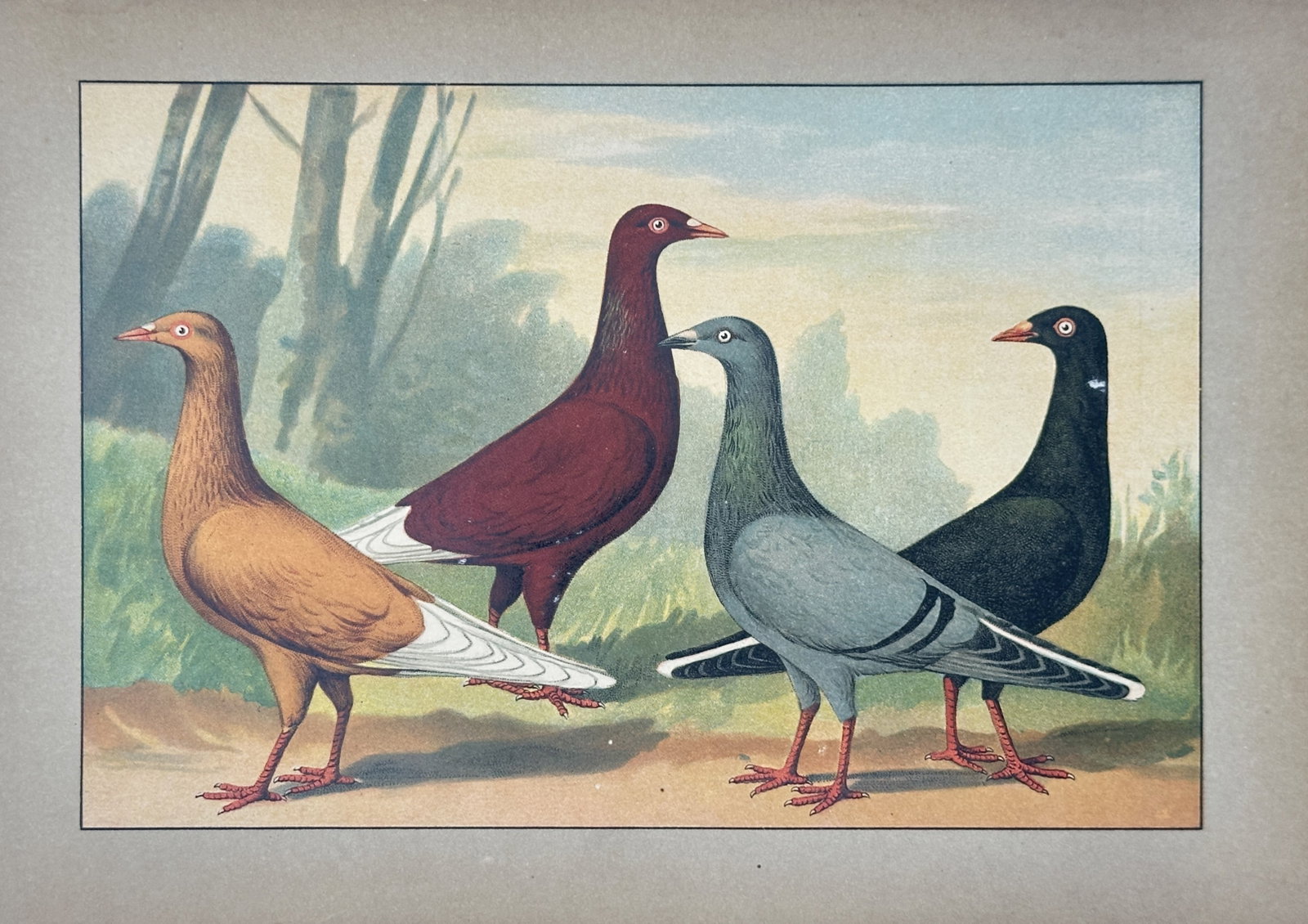 Emil Schachtzabel – Fancy Pigeon Varieties – Lithograph (20th Century) (1 of 2)