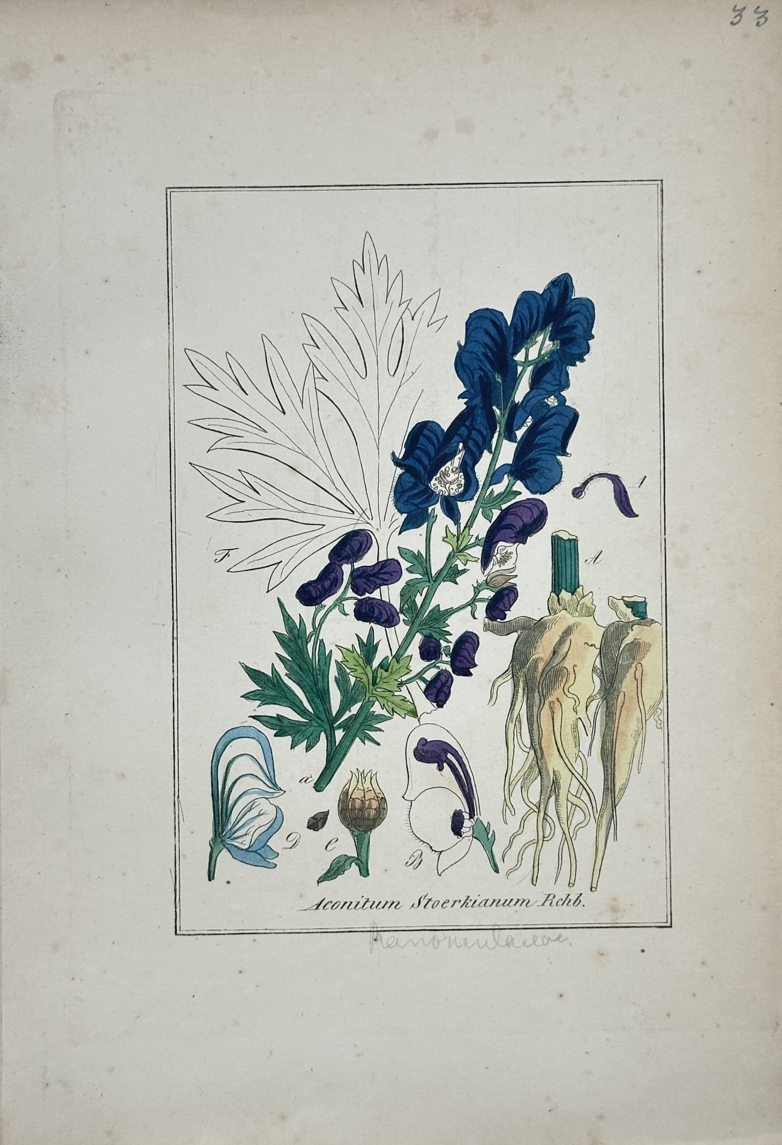 Friedrich Gottlob Hayne – Monkshood – Engraving (19th Century): "Monkshood" depicts a flowering monkshood stem with deep blue blossoms, root structures, line-drawn leaf outlines, and detailed floral dissections. The artwork serves as a botanical study showcasing m
